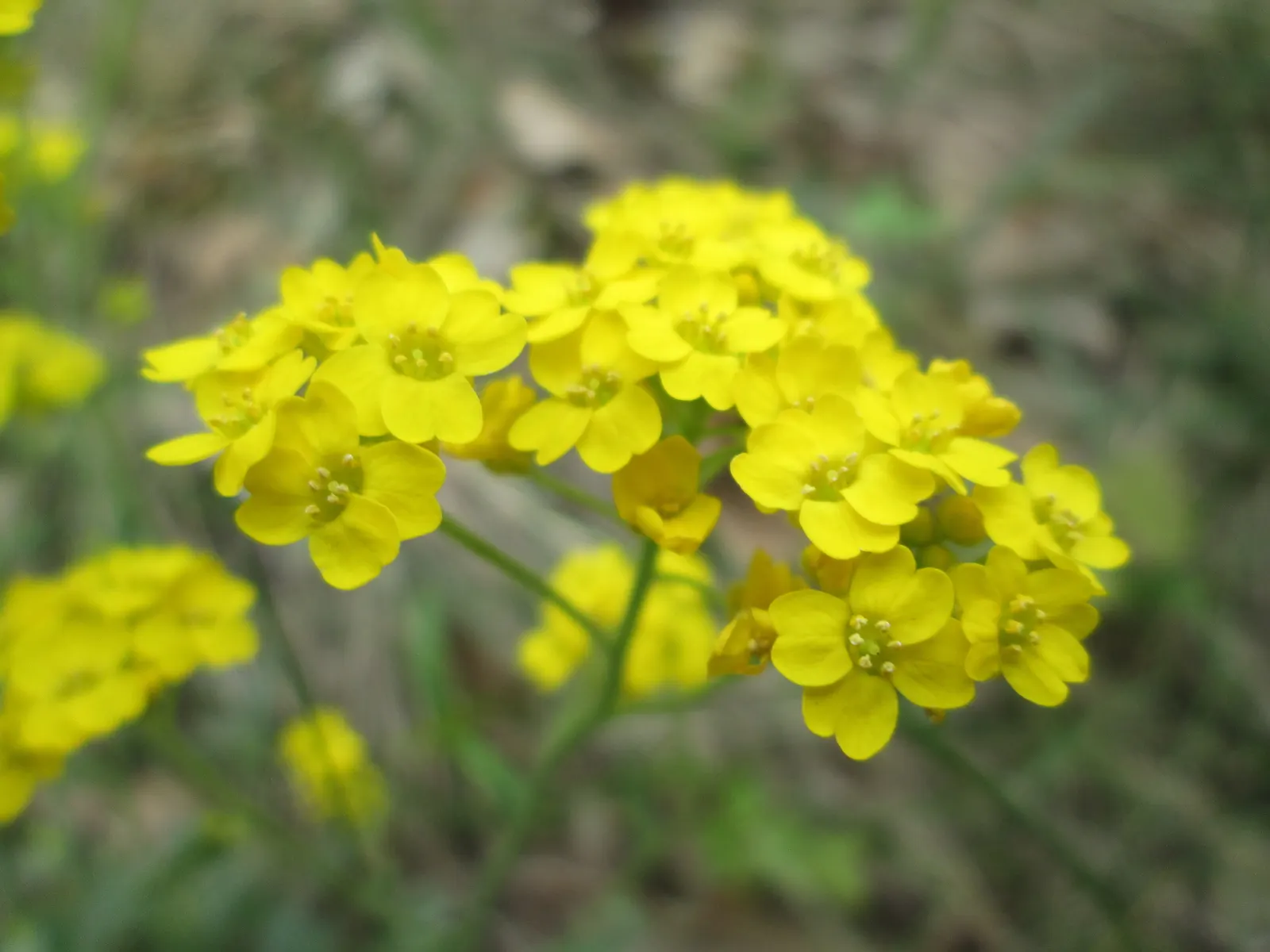 Basket Of Gold (Aurinia Saxatilis) — It prefers well-draining soil; perennial for full