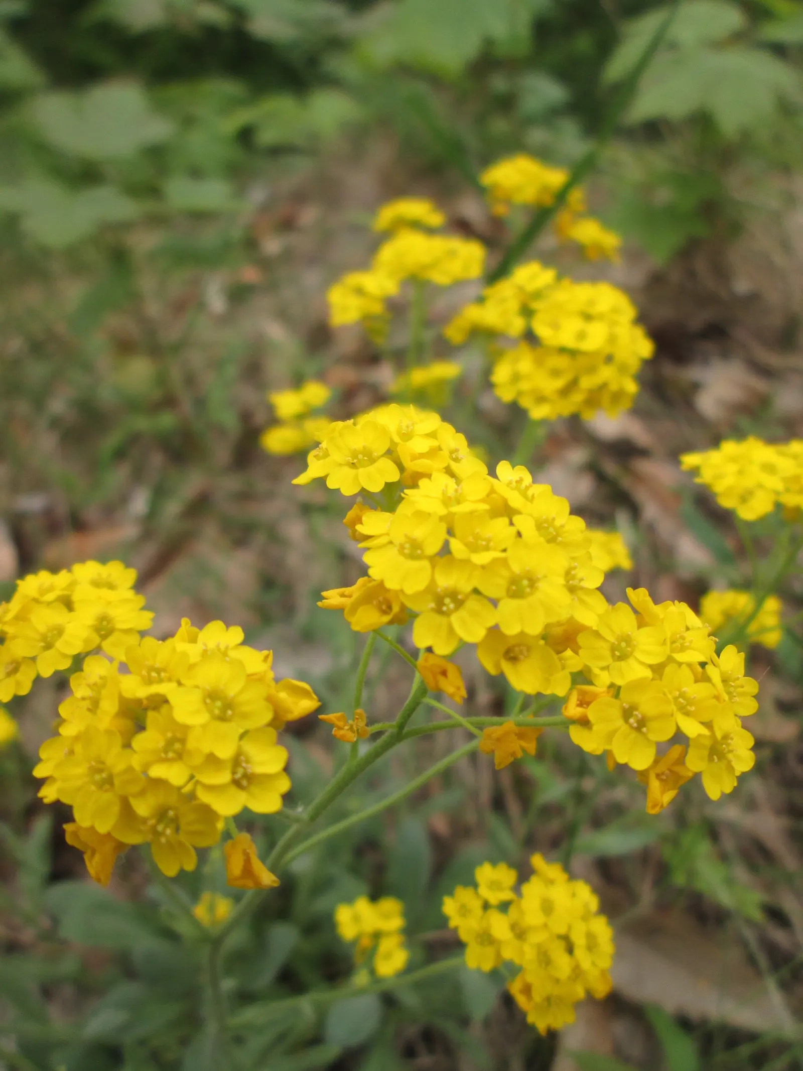 Basket Of Gold (Aurinia Saxatilis) — although the most prolific flowering is achieved under full sun exposure; compact form but encourages a denser growth habit