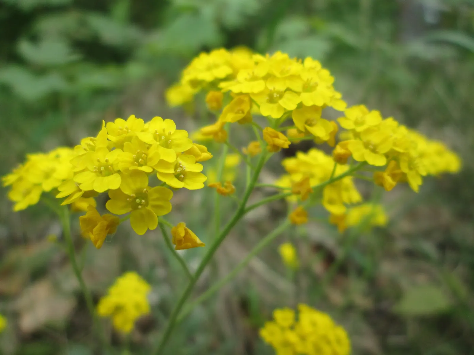Basket Of Gold (Aurinia Saxatilis) — is a vibrant perennial prized for its striking masses of golden-yellow flowers; its bloom season is, image 67