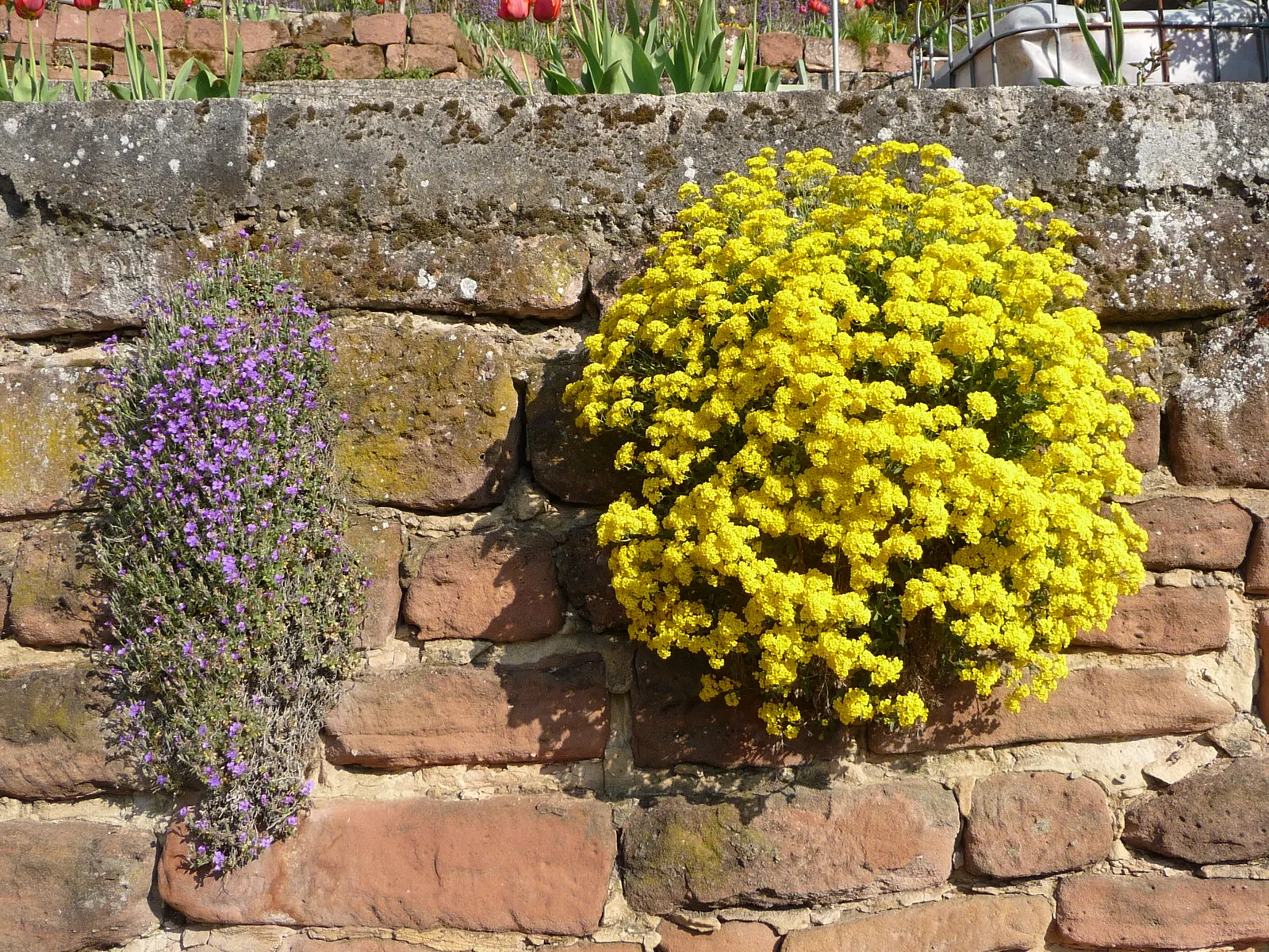 Basket Of Gold (Aurinia Saxatilis) — ensuring it remains an effortless highlight in any landscape design; scientifically known as Aurinia saxatilis