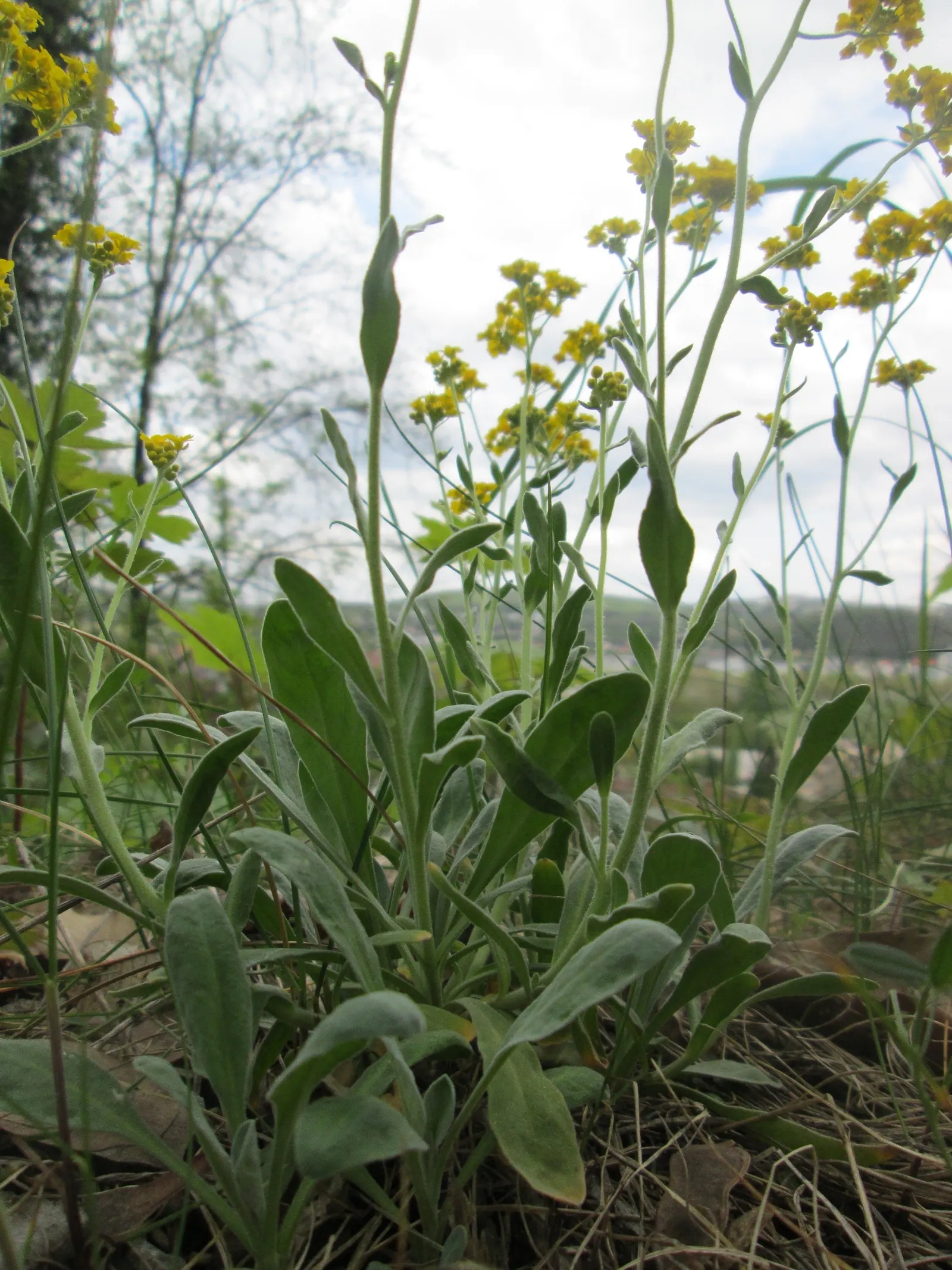 Basket Of Gold (Aurinia Saxatilis) — up to 18 to 24 inches across; this charming perennial resists most pests and diseases