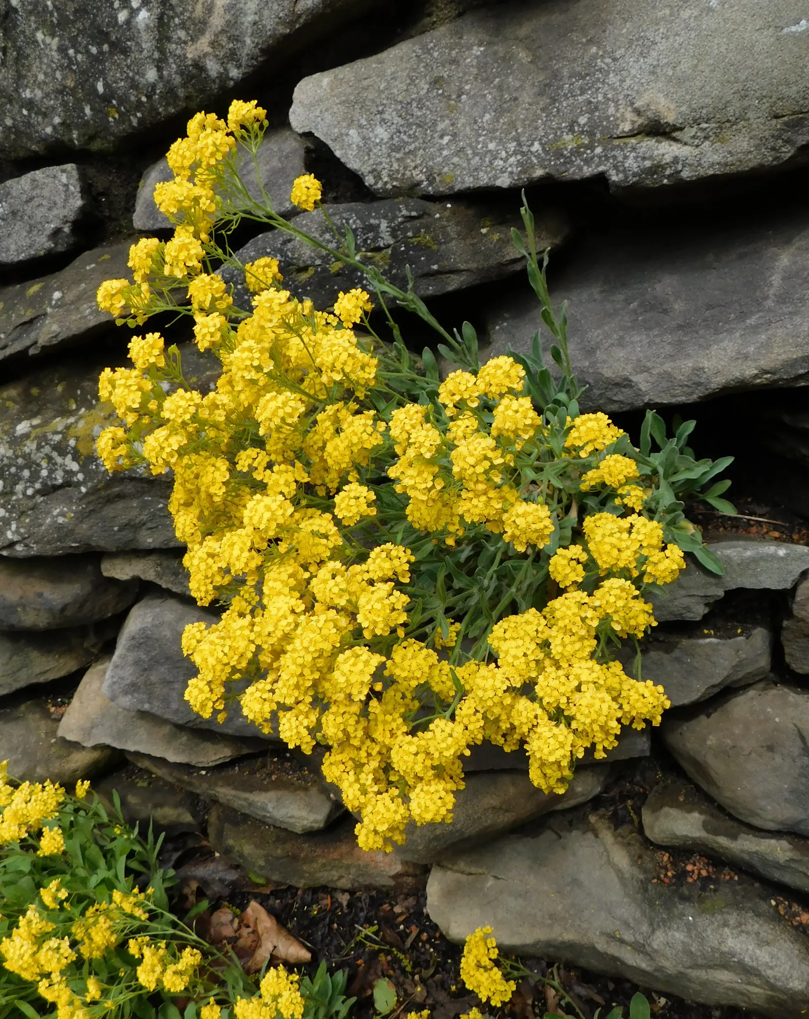 Basket Of Gold (Aurinia Saxatilis) — Hardy in zones 3-7, it thrives in well-drained soil and full sun