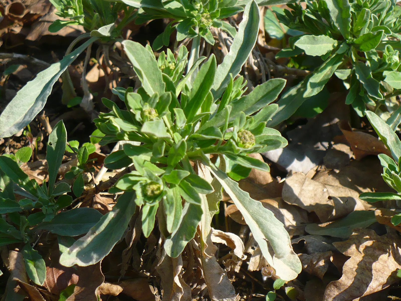 Basket Of Gold (Aurinia Saxatilis) — is a vibrant perennial prized for its striking masses of golden-yellow flowers; its bloom season is, image 45