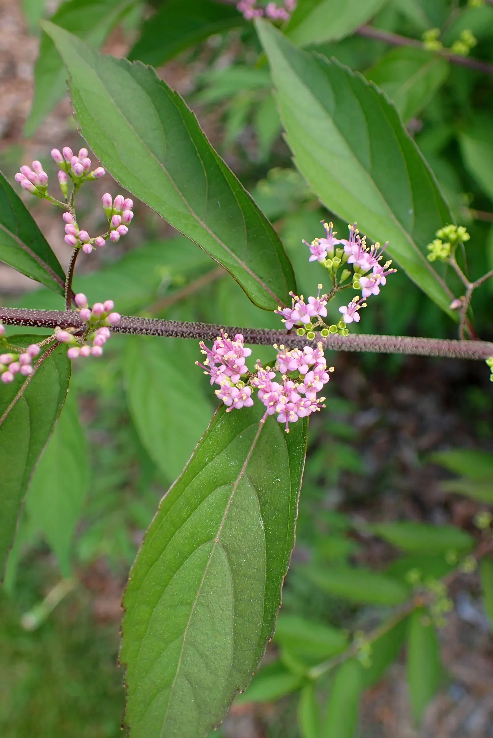 Issai Purple Beautyberry (Callicarpa Dichotoma 'Issai') — is a compact deciduous shrub reaching up to 4 feet in height and spread