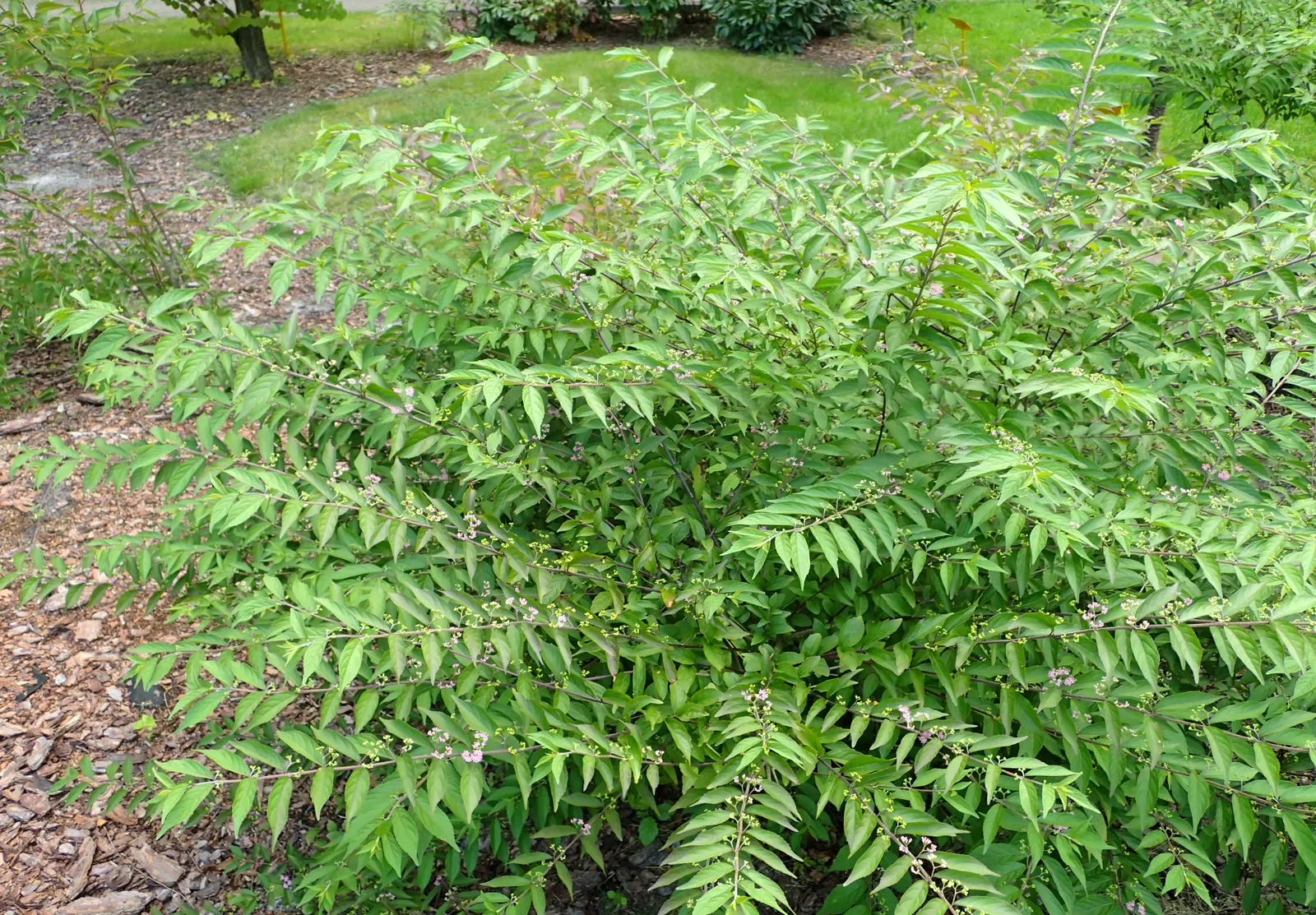 Issai Purple Beautyberry (Callicarpa Dichotoma 'Issai') — Admired for its clusters of vibrant purple berries in fall, this plant thrives in full sun to partial
