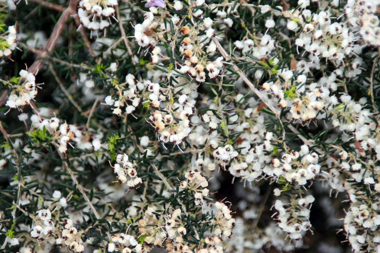 Christmas Heather (Erica Canaliculata 'Rosea') — This evergreen spans up to 6 feet tall and wide, requiring well-drained, acidic soil