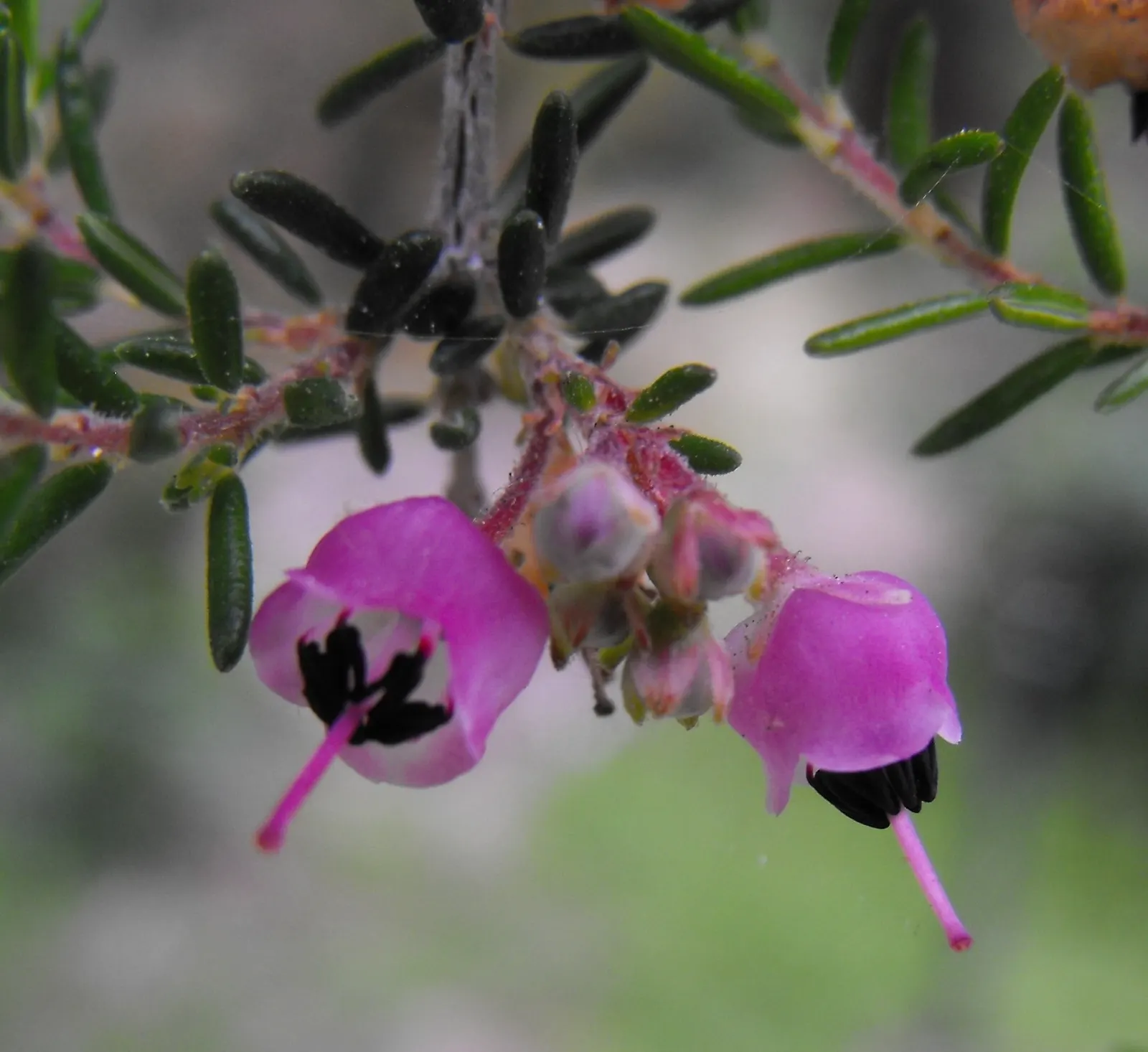 Christmas Heather (Erica Canaliculata 'Rosea') — Chris&trade;as Heather (Erica canaliculata 'Rosea') graces gardens with its striking pink blossoms