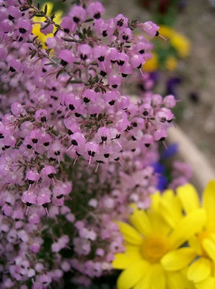 Christmas Heather (Erica Canaliculata 'Rosea') — this heather variety suits USDA hardiness zones 9 to 11 and thrives in well-drained