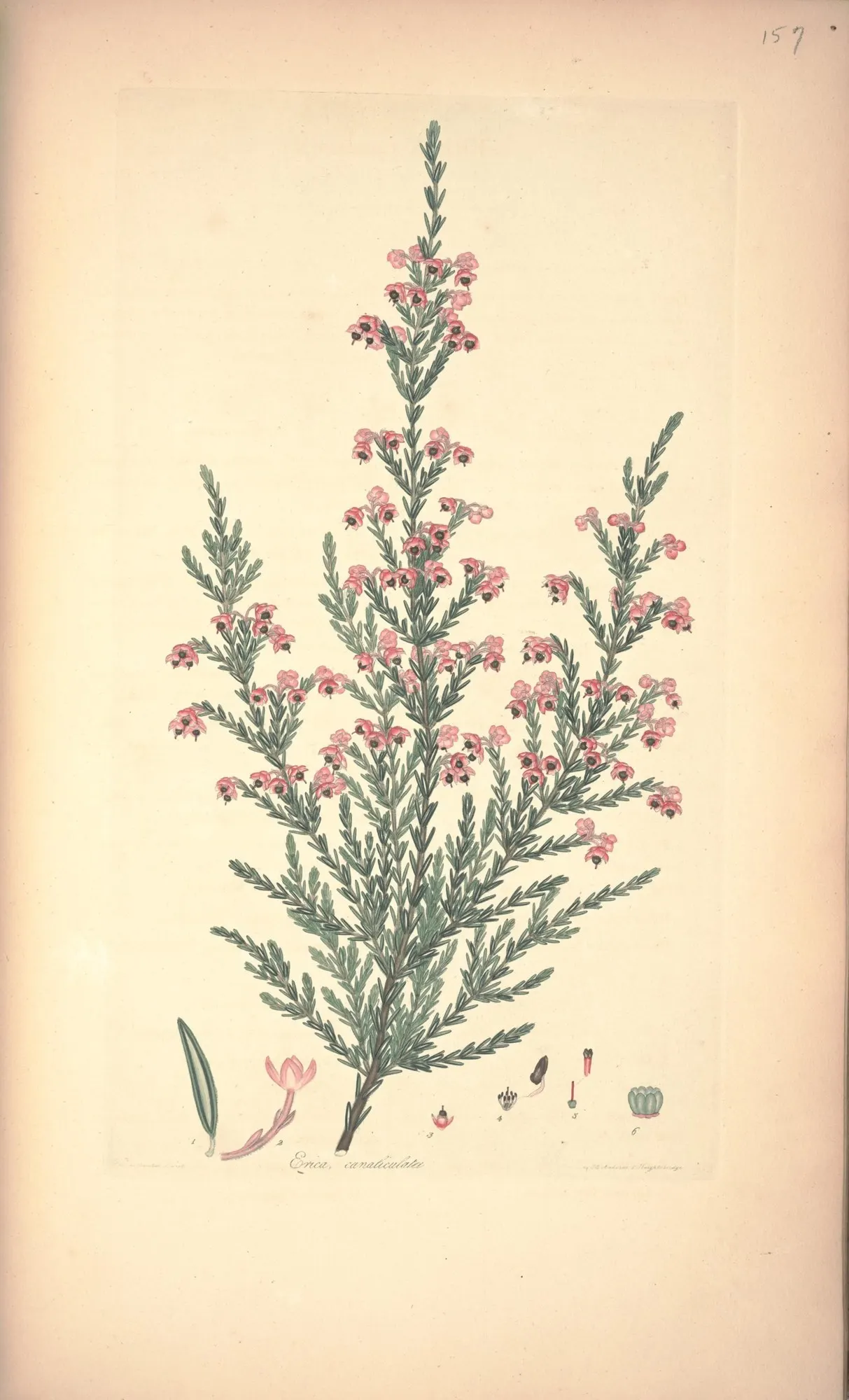 Christmas Heather (Erica Canaliculata 'Rosea') — Once established, it is relatively drought tolerant but performs best with consistent moisture