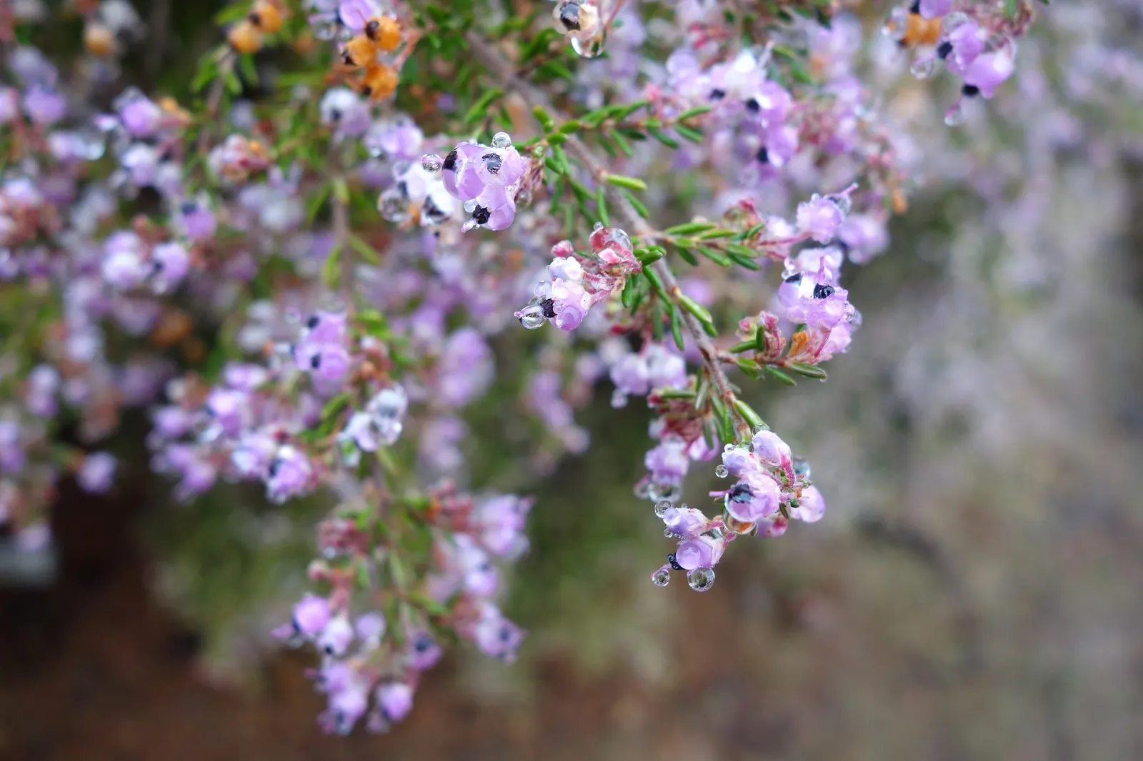 Christmas Heather (Erica Canaliculata 'Rosea') — Plant in full sun to partial shade; moderate water use