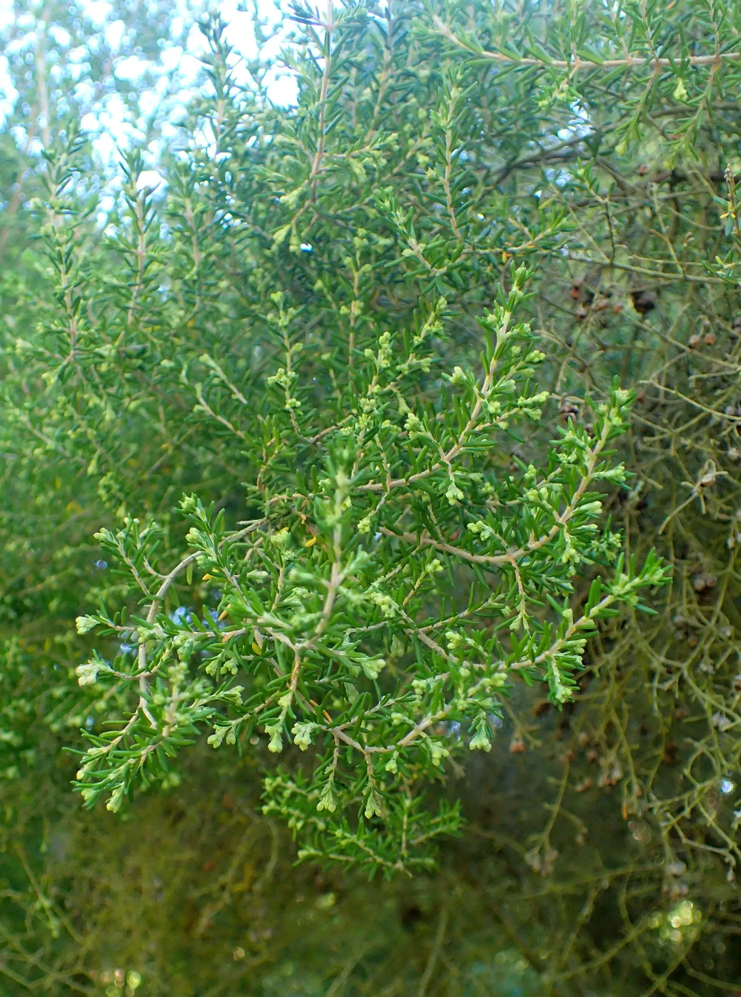 Christmas Heather (Erica Canaliculata 'Rosea') — acidic soil with a pH between 5.0 and 6.0