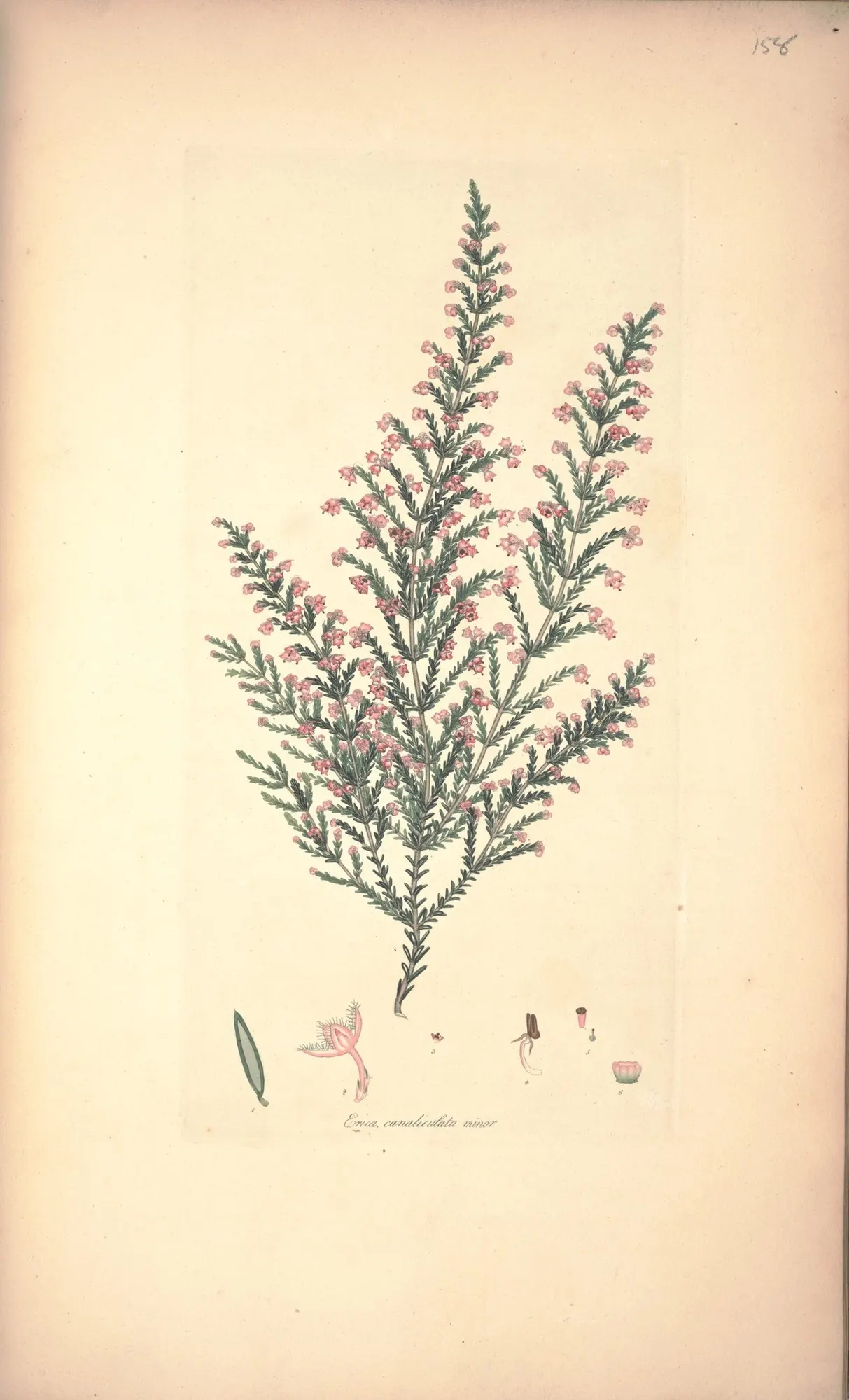 Christmas Heather (Erica Canaliculata 'Rosea') — is an enchanting evergreen shrub known for its vibrant wintertime blooms