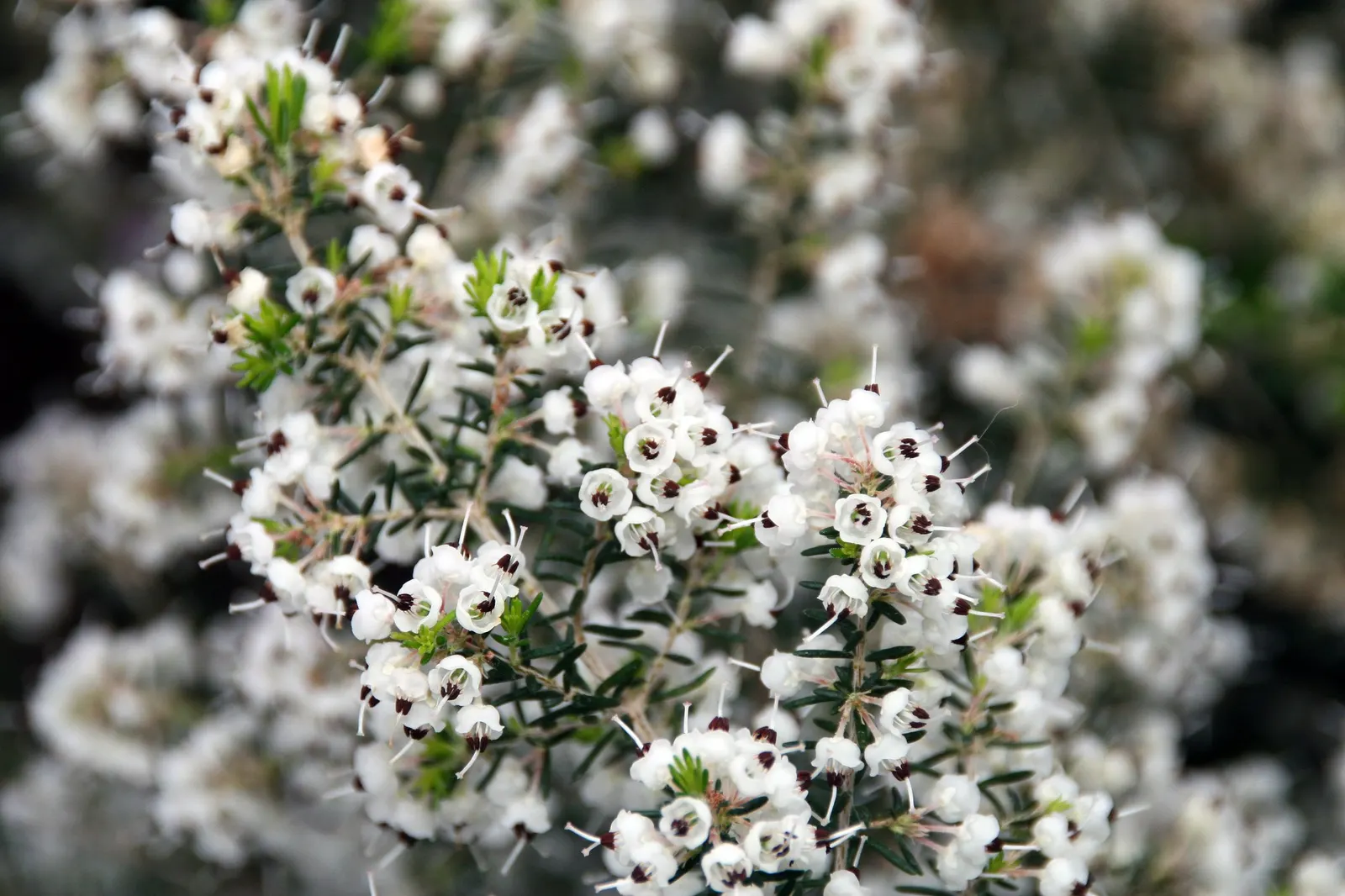 Christmas Heather (Erica Canaliculata 'Rosea') — Christmas Heather presents a mounding form with fine