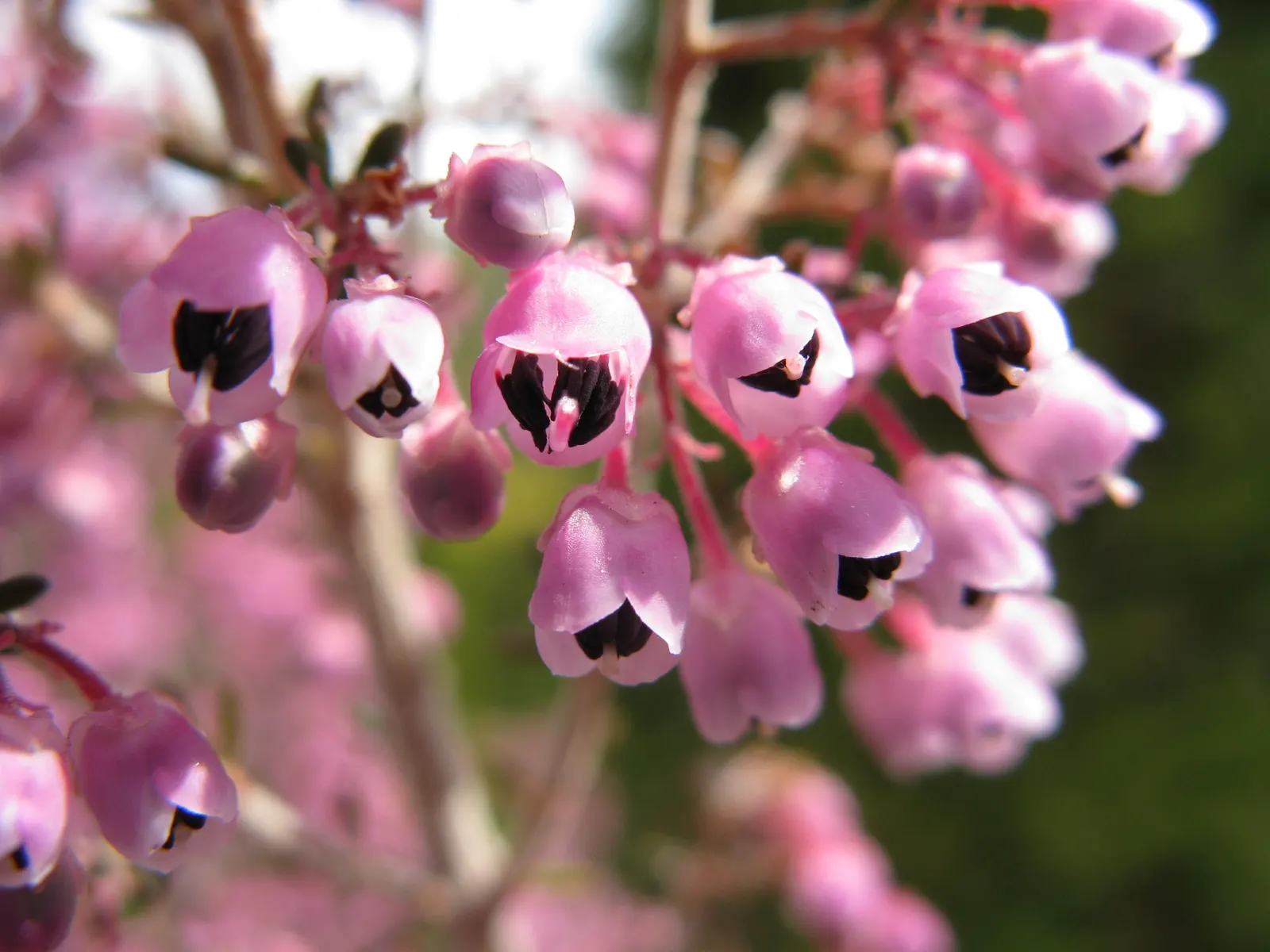 Christmas Heather (Erica Canaliculata 'Rosea') — scientifically named Erica canaliculata 'Rosea'