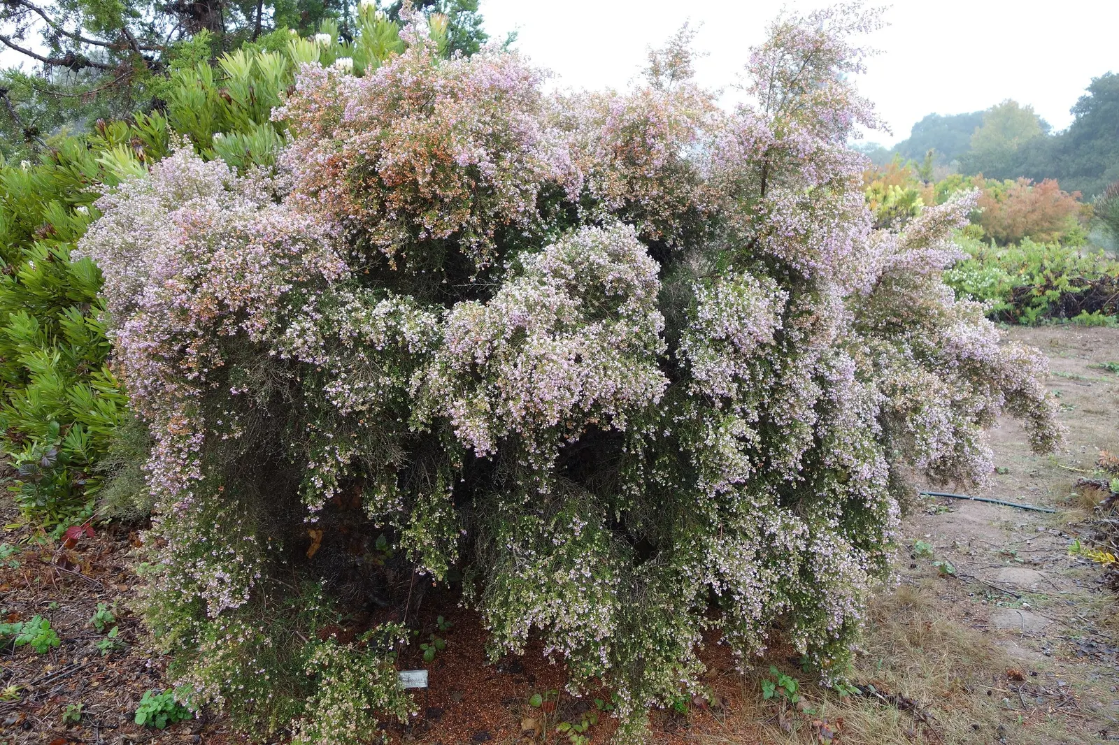 Christmas Heather (Erica Canaliculata 'Rosea') — Hardy to USDA Zone 9, its arching branches and fine foliage add texture
