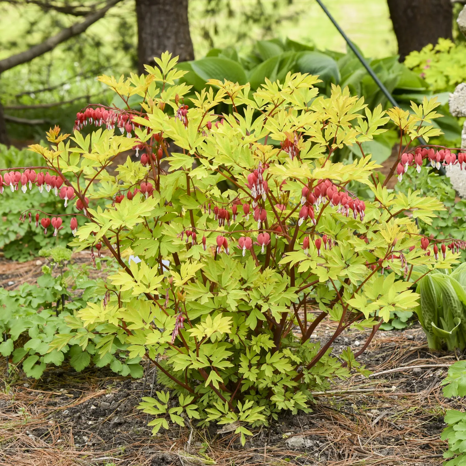 'Hearts on Fire' Old Fashioned Bleeding Heart (Dicentra spectabilis) — It grows 18-24 inches tall and 24-36 inches wide