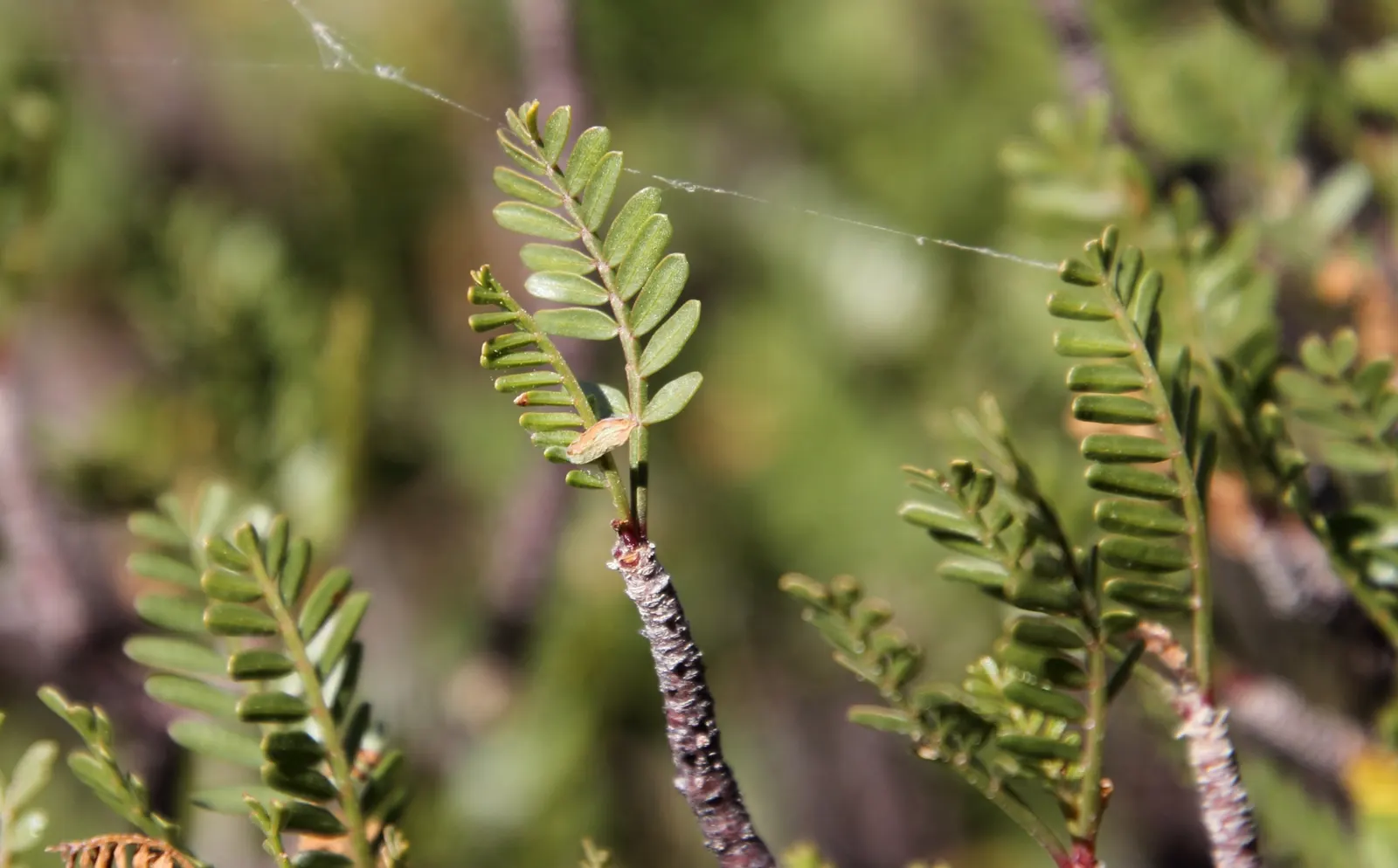 Elephant Tree, Torote (Bursera Microphylla) — white flowers in the garden