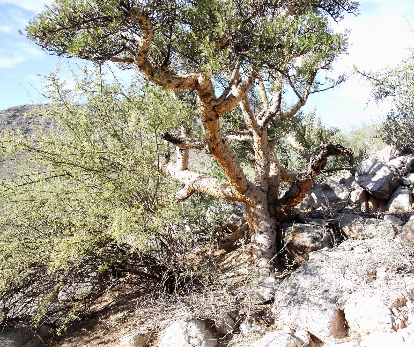 Elephant Tree, Torote (Bursera Microphylla) — requiring only occasional deep watering during extremely dry conditions