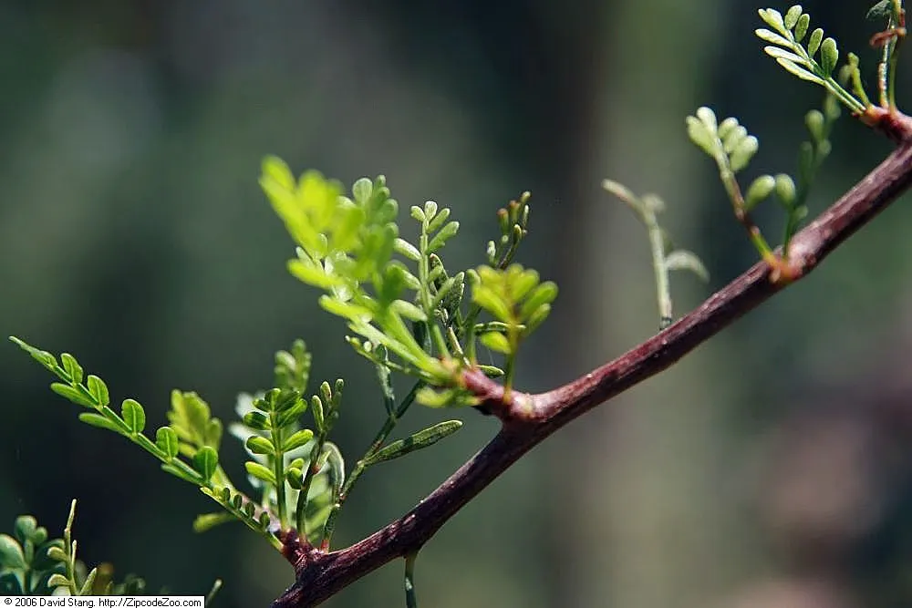 Elephant Tree, Torote (Bursera Microphylla) — resembling an elephant's leg