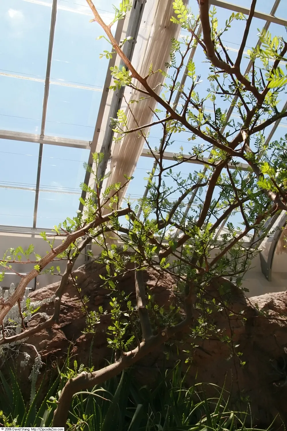 Elephant Tree, Torote (Bursera Microphylla) — offering a striking focal point in xeriscaped gardens