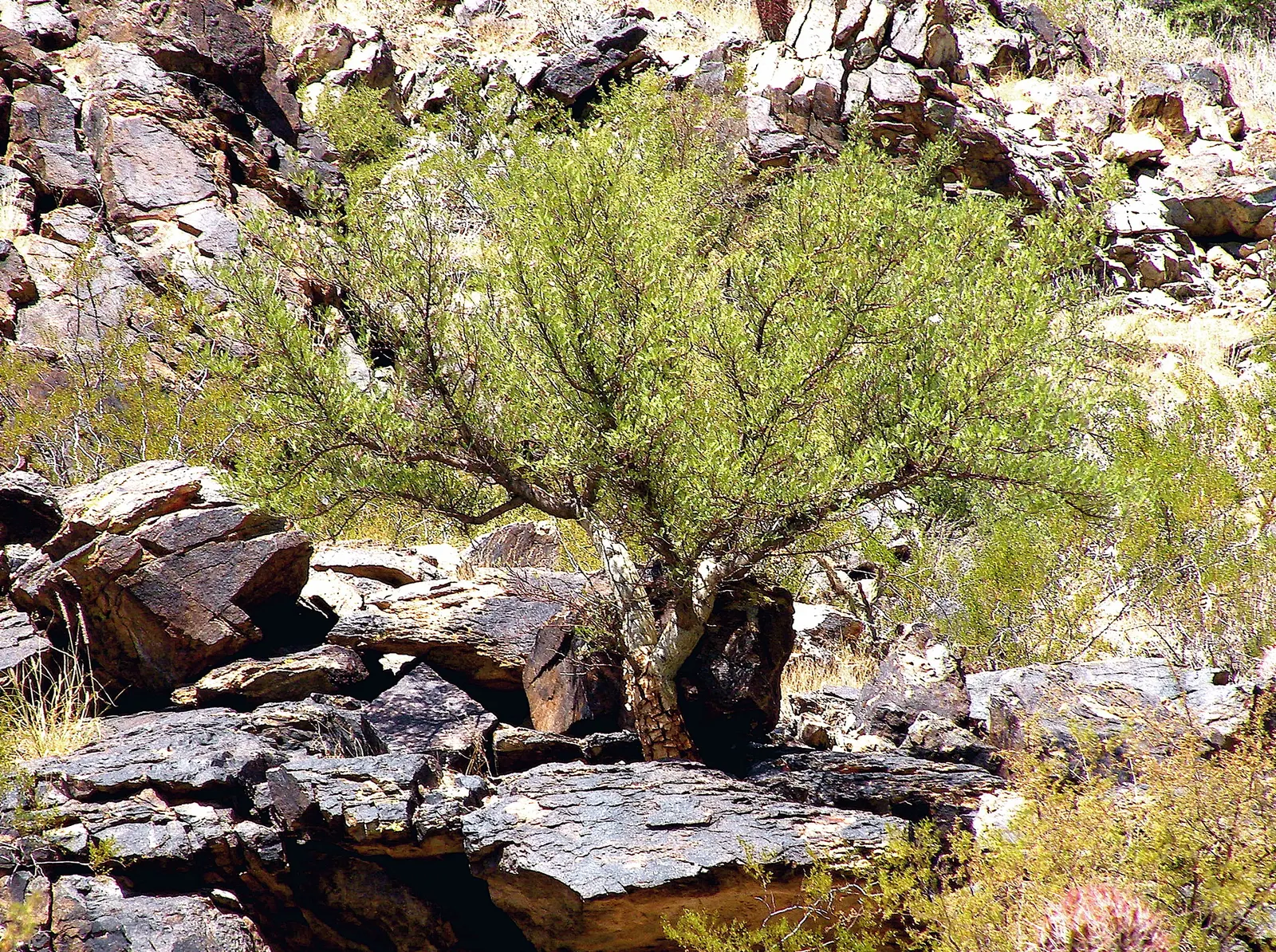 Elephant Tree, Torote (Bursera Microphylla) — water-storing trunk and branches that give the appearance of an elephant's legs