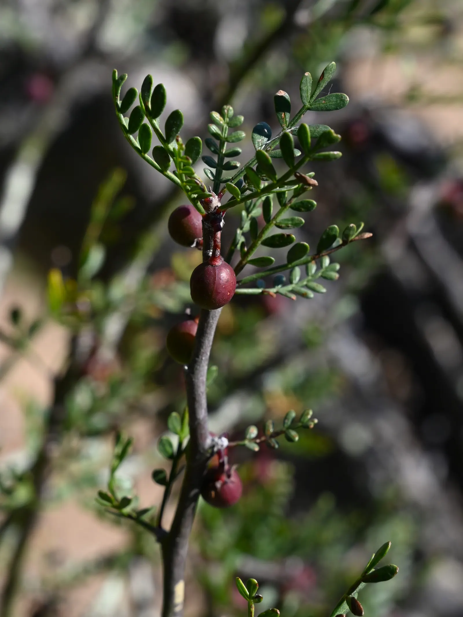 Elephant Tree, Torote (Bursera Microphylla) — but regenerate after significant rainfall