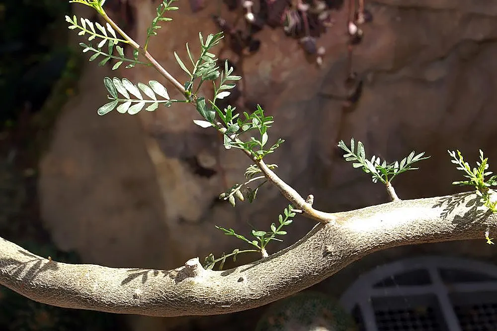 Elephant Tree, Torote (Bursera Microphylla) — shrub / tree with white blooms