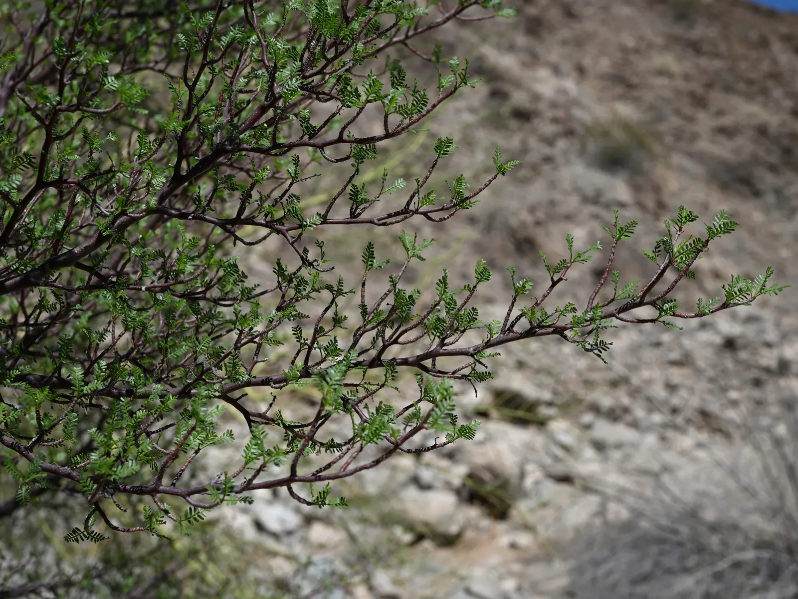 Elephant Tree, Torote (Bursera Microphylla) — the Elephant Tree thrives in USDA hardiness zones 9 through 11