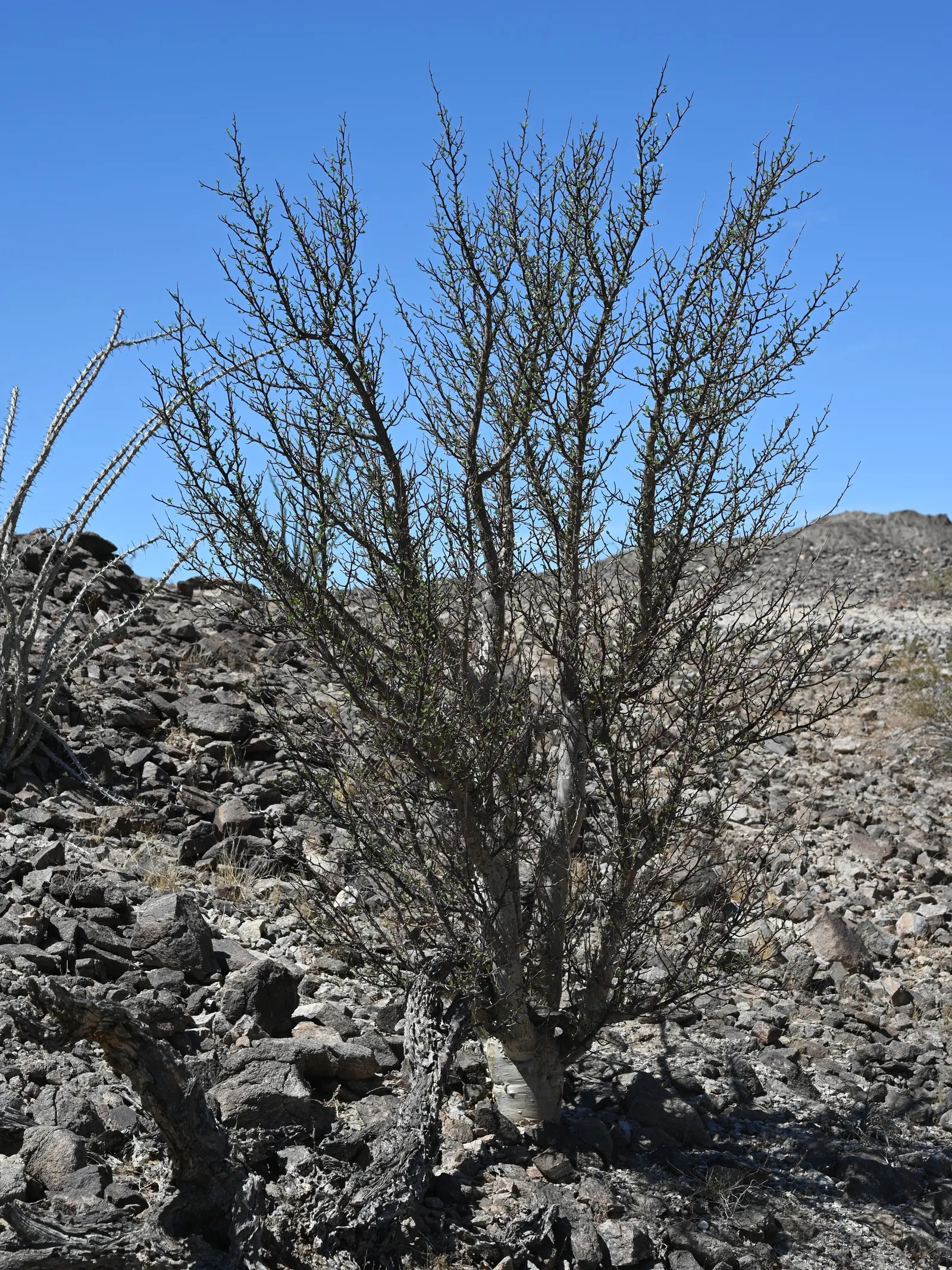Elephant Tree, Torote (Bursera Microphylla) — and during the summer months