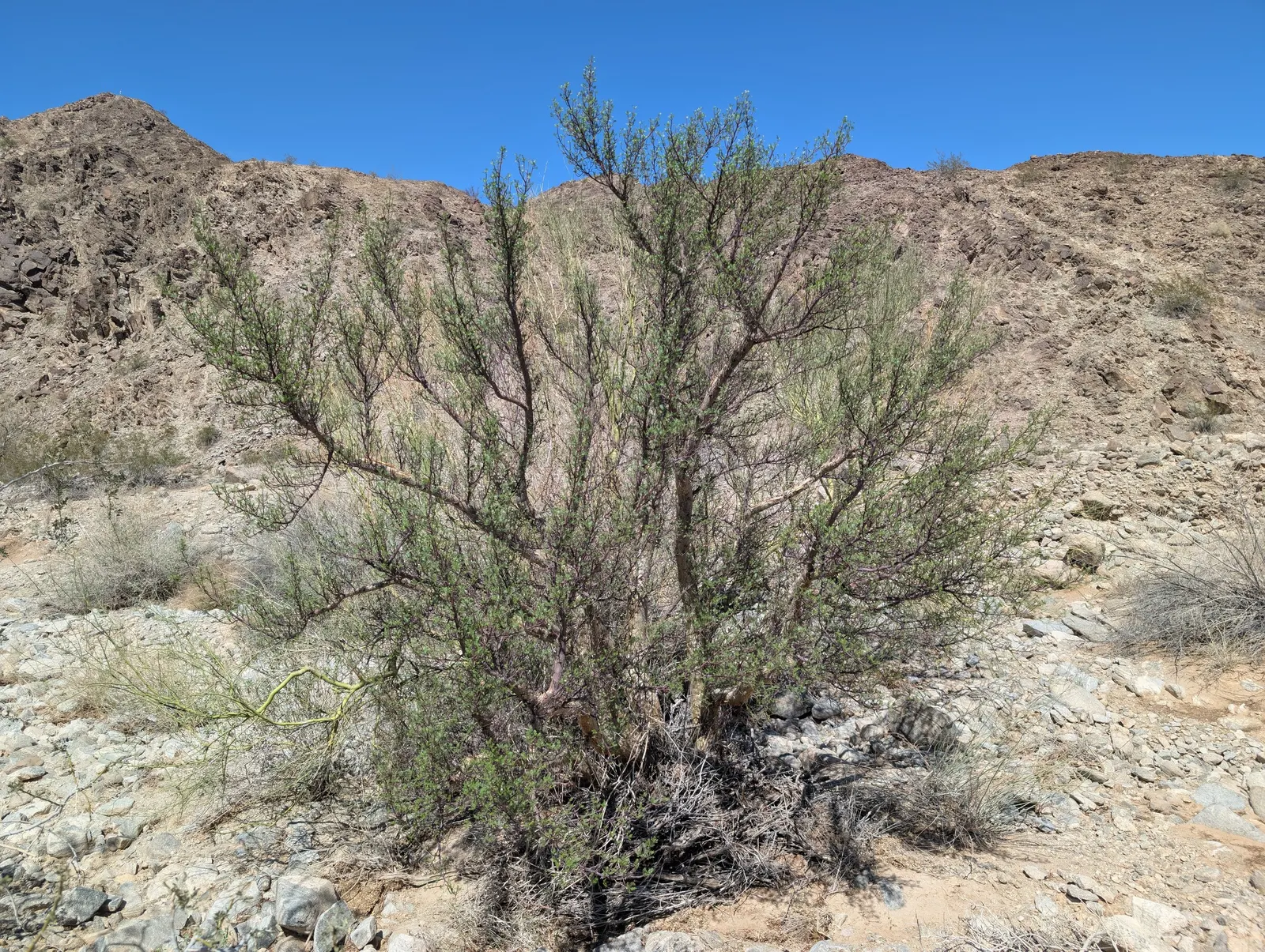 Elephant Tree, Torote (Bursera Microphylla) — commonly called Elephant Tree or Torote; thickened trunk that stores water
