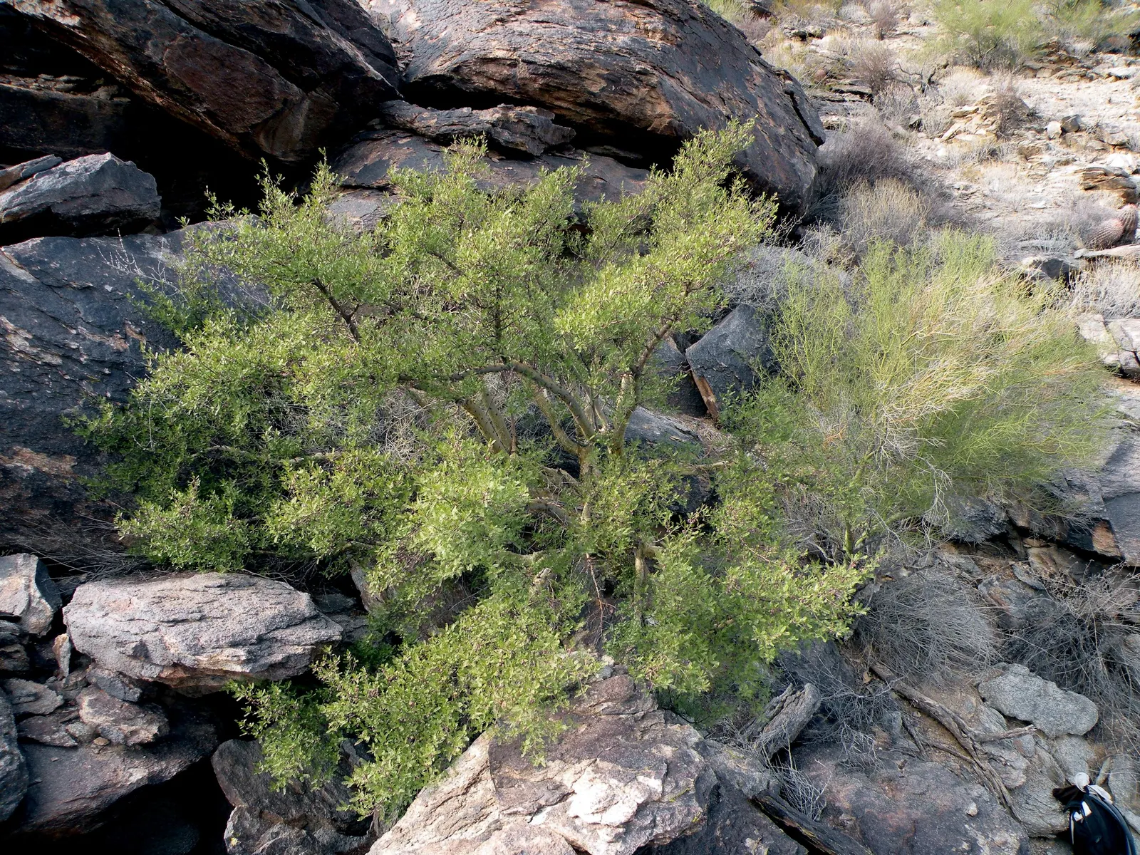 Elephant Tree, Torote (Bursera Microphylla) — thickened trunk that stores water