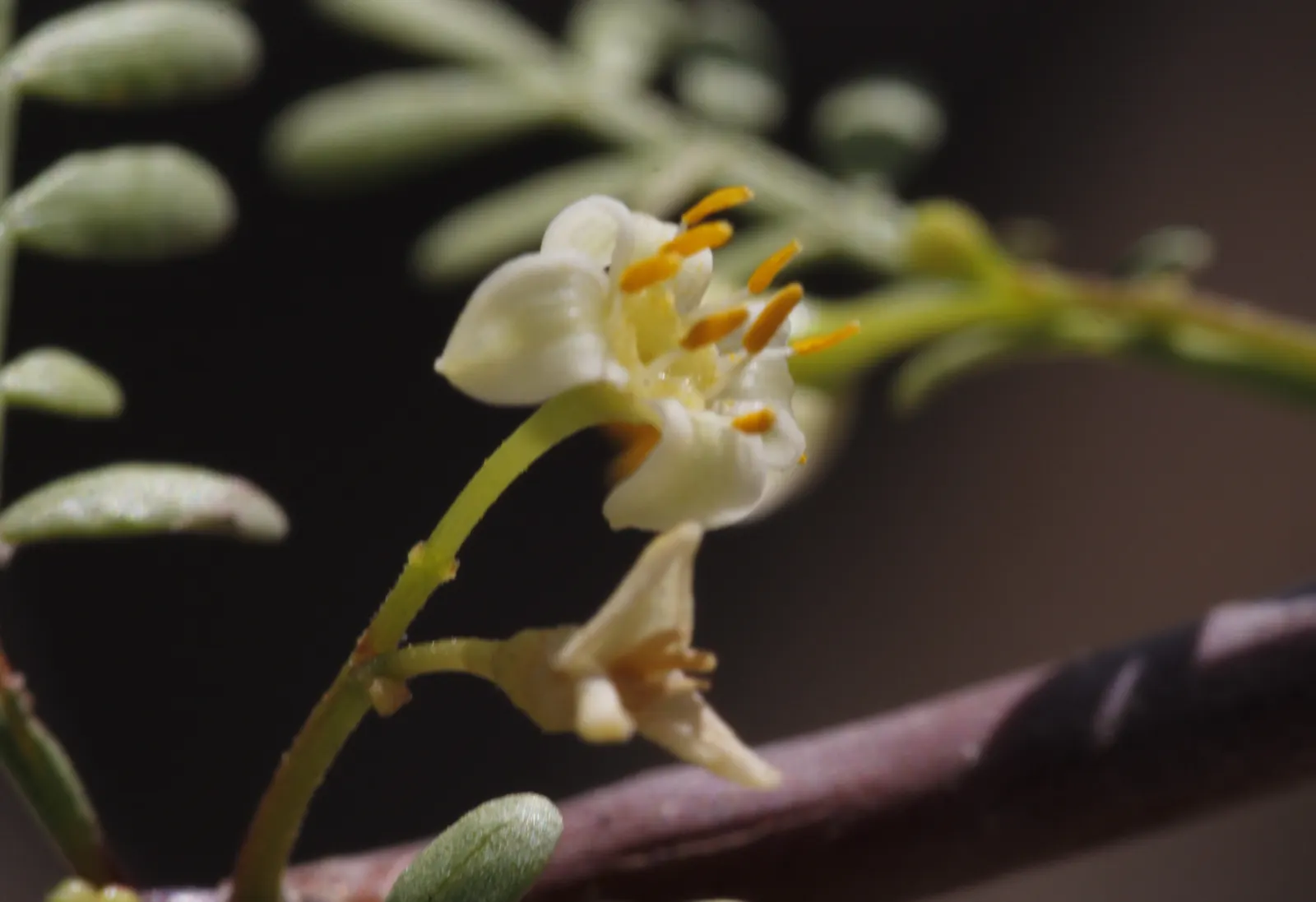 Elephant Tree, Torote (Bursera Microphylla) — with a spread that often matches or exceeds their height
