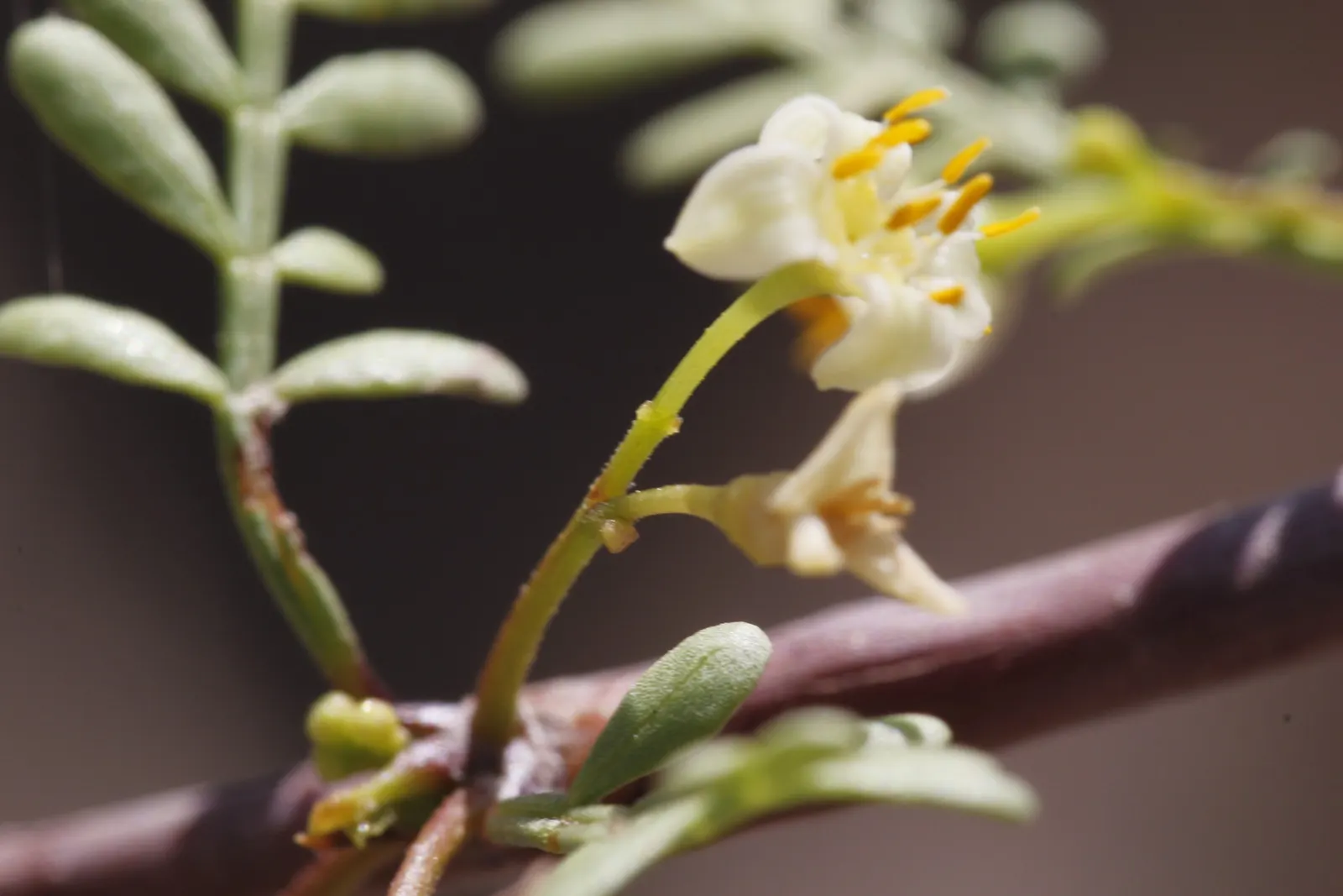 Elephant Tree, Torote (Bursera Microphylla) — commonly called Elephant Tree or Torote