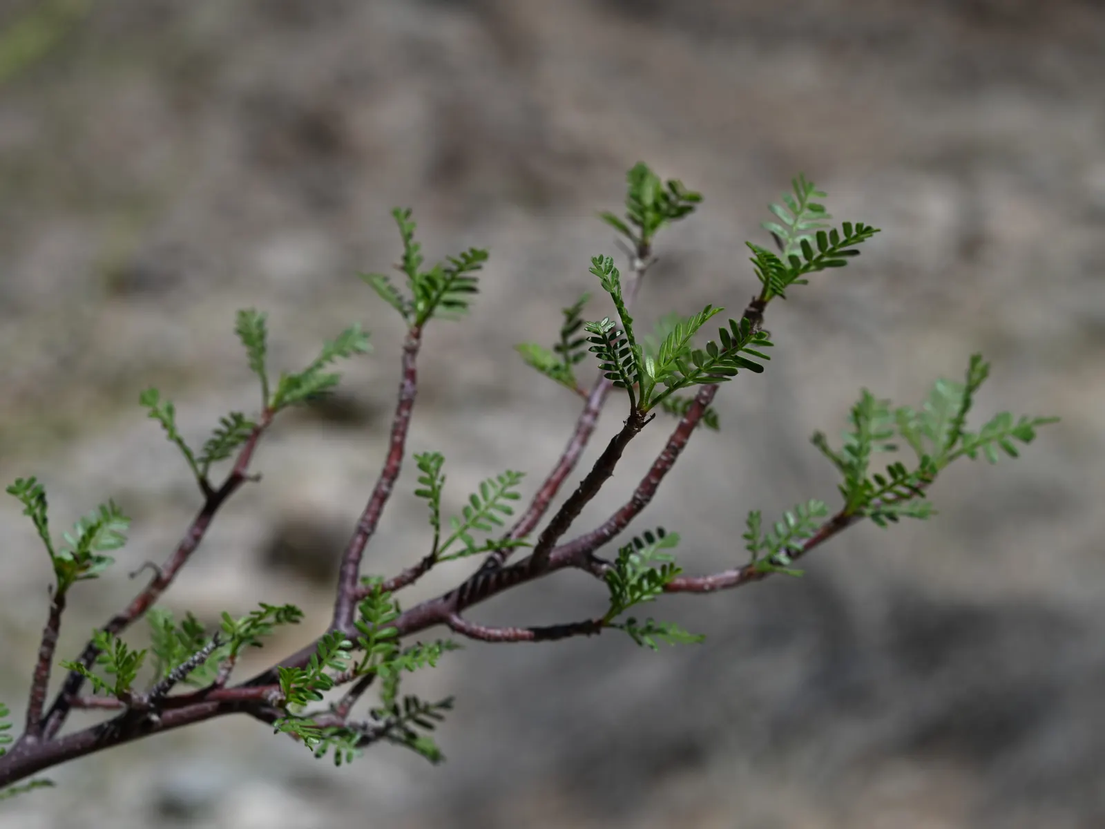 Elephant Tree, Torote (Bursera Microphylla) — It prefers full sun and tolerates poor, well-draining soils