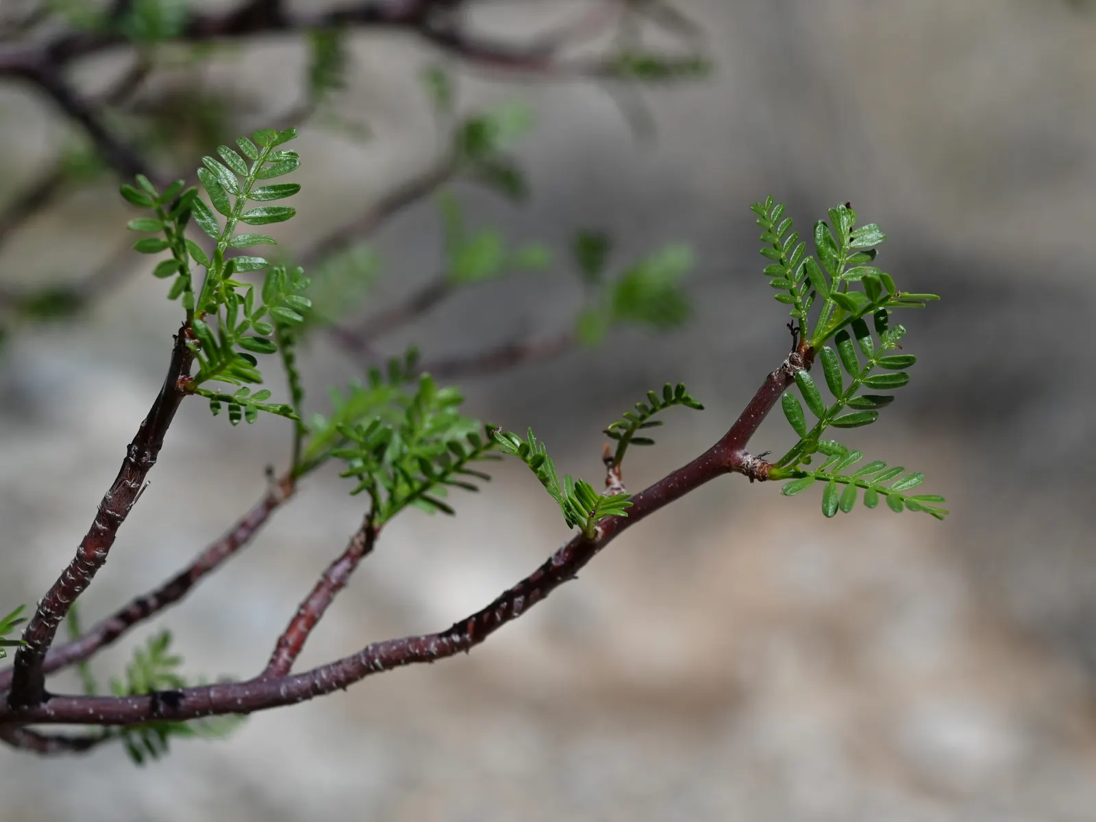 Elephant Tree, Torote (Bursera Microphylla) — The leaves themselves measure about 1 to 2 inches long