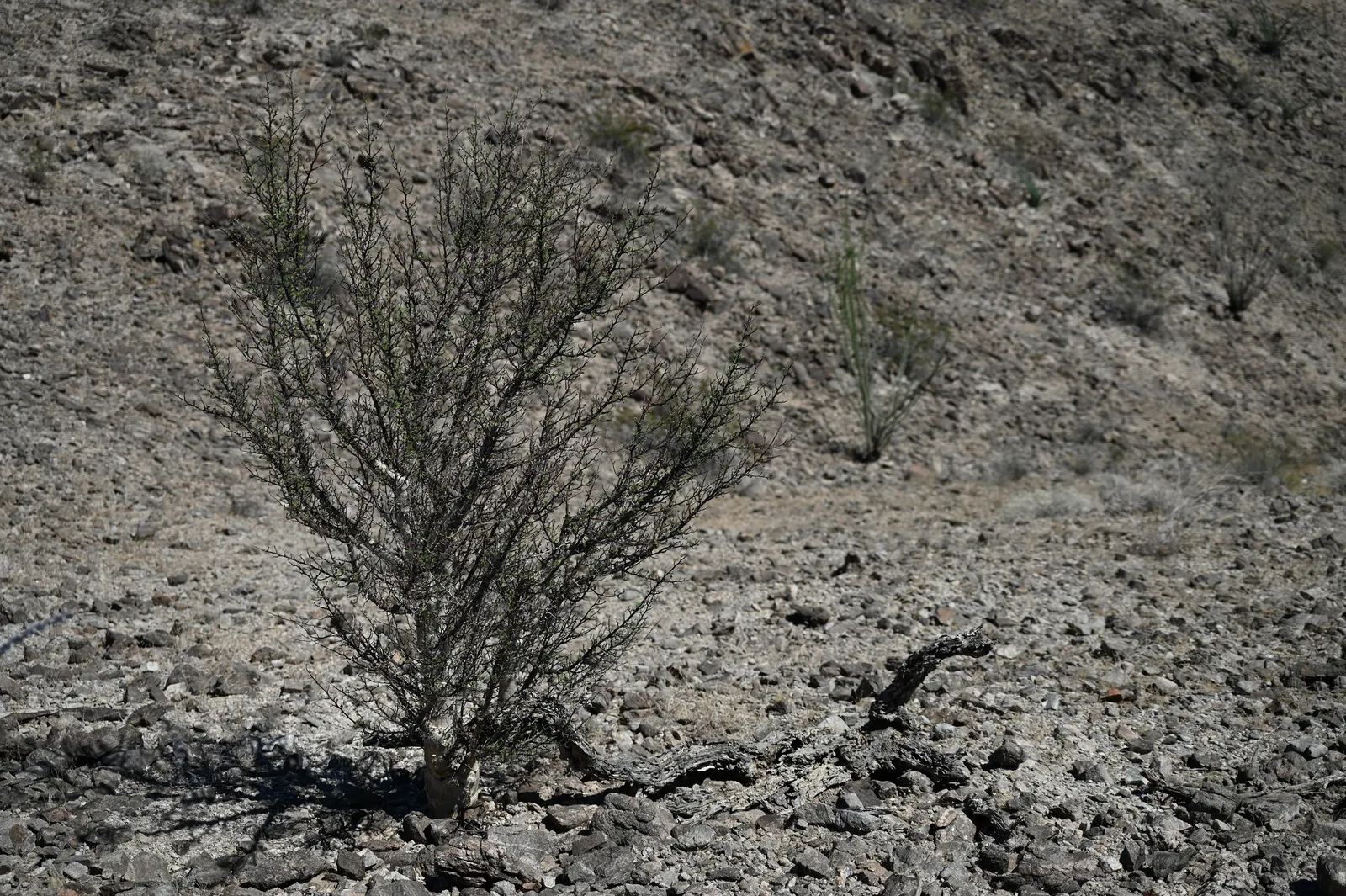 Elephant Tree, Torote (Bursera Microphylla) — compound leaves that are drought-deciduous - meaning they'll drop during dry spells