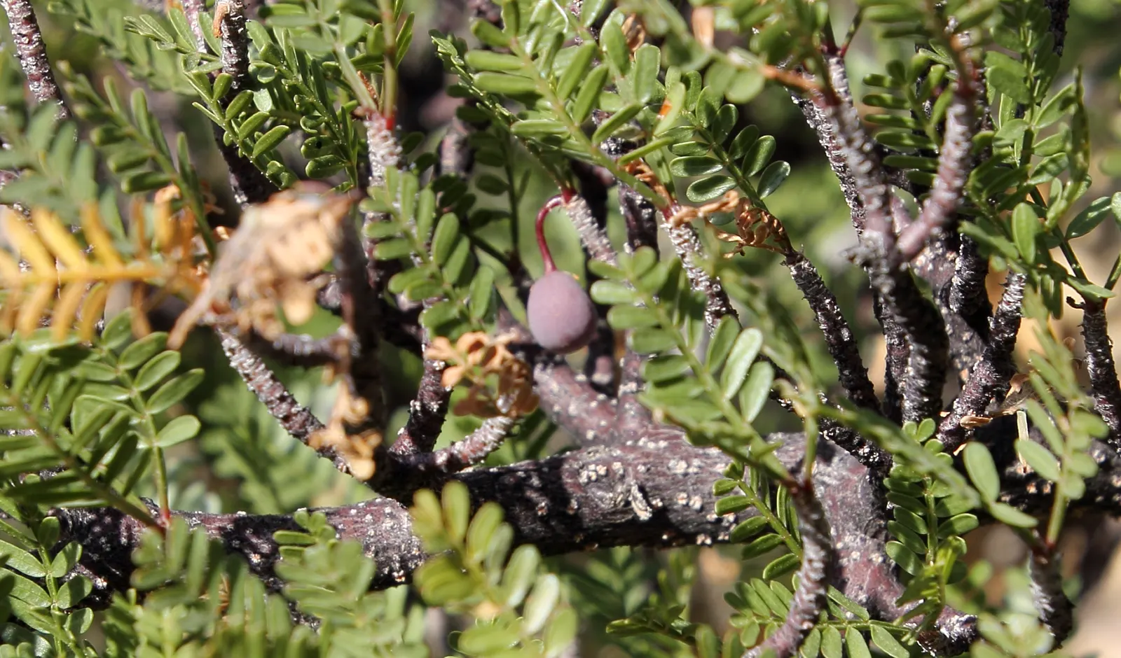 Elephant Tree, Torote (Bursera Microphylla) — shrub / tree for full or half