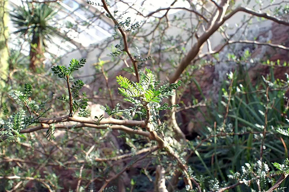 Elephant Tree, Torote (Bursera Microphylla) — This drought-tolerant tree features a distinctive