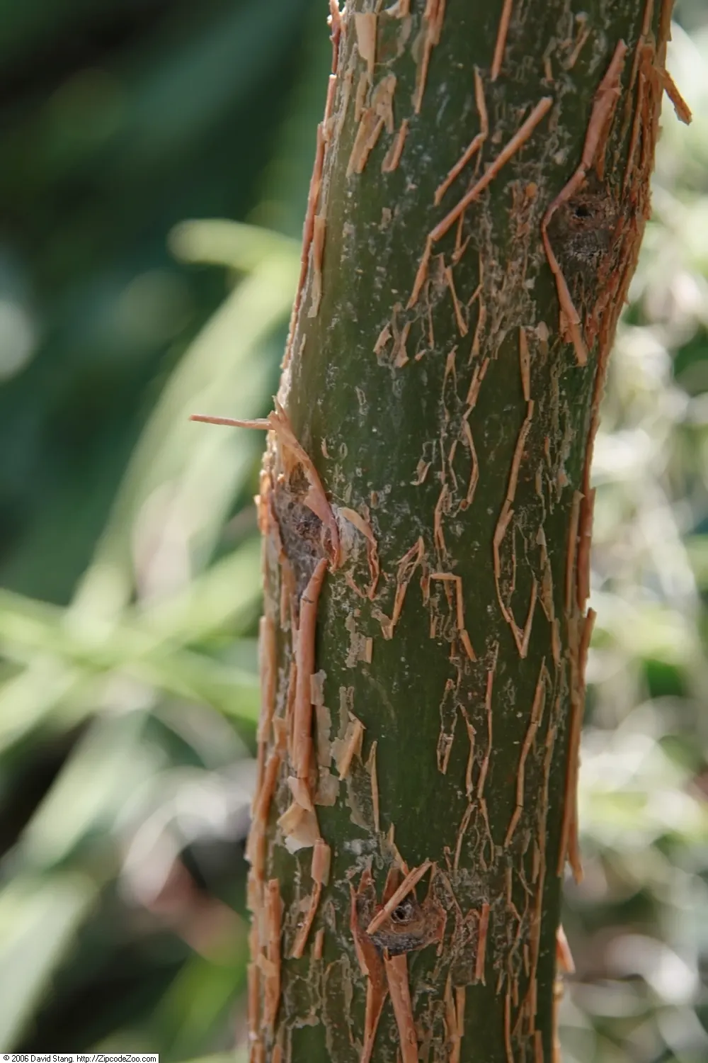 Elephant Tree, Torote (Bursera Microphylla) — low-maintenance specimen for the discerning landscape designer or homeowner