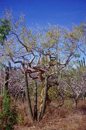 Elephant Tree, Torote (Bursera Microphylla) — This drought-tolerant tree features a distinctive; inconspicuous white flowers