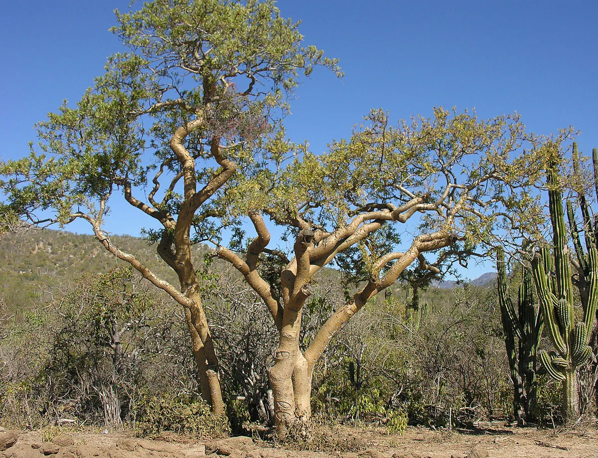 Elephant Tree, Torote (Bursera Microphylla) — glossy leaves contrast against peeling red bark