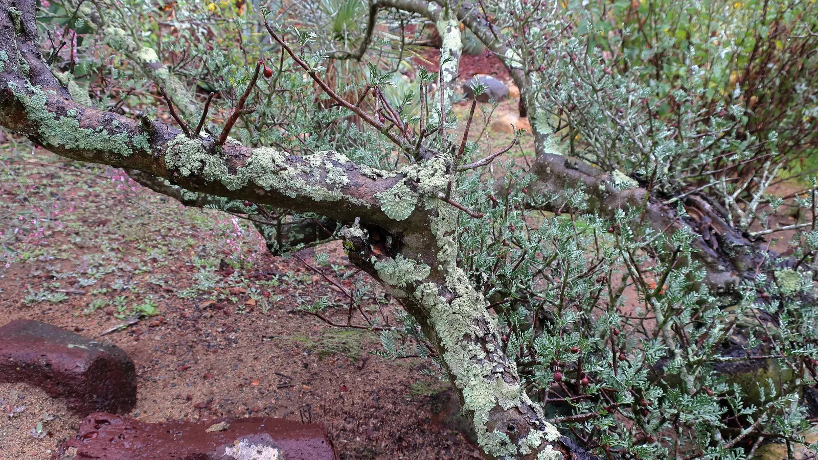 Elephant Tree, Torote (Bursera Microphylla) — is a unique desert plant native to the Southwestern US and Northwestern Mexico; with a spread that often matches