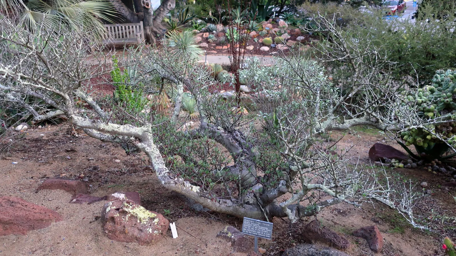 Elephant Tree, Torote (Bursera Microphylla) — With a height of 10-15 feet and a canopy spread of up to 12 feet