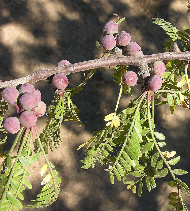 Elephant Tree, Torote (Bursera Microphylla) — is a unique desert plant native to the Southwestern US and Northwestern Mexico