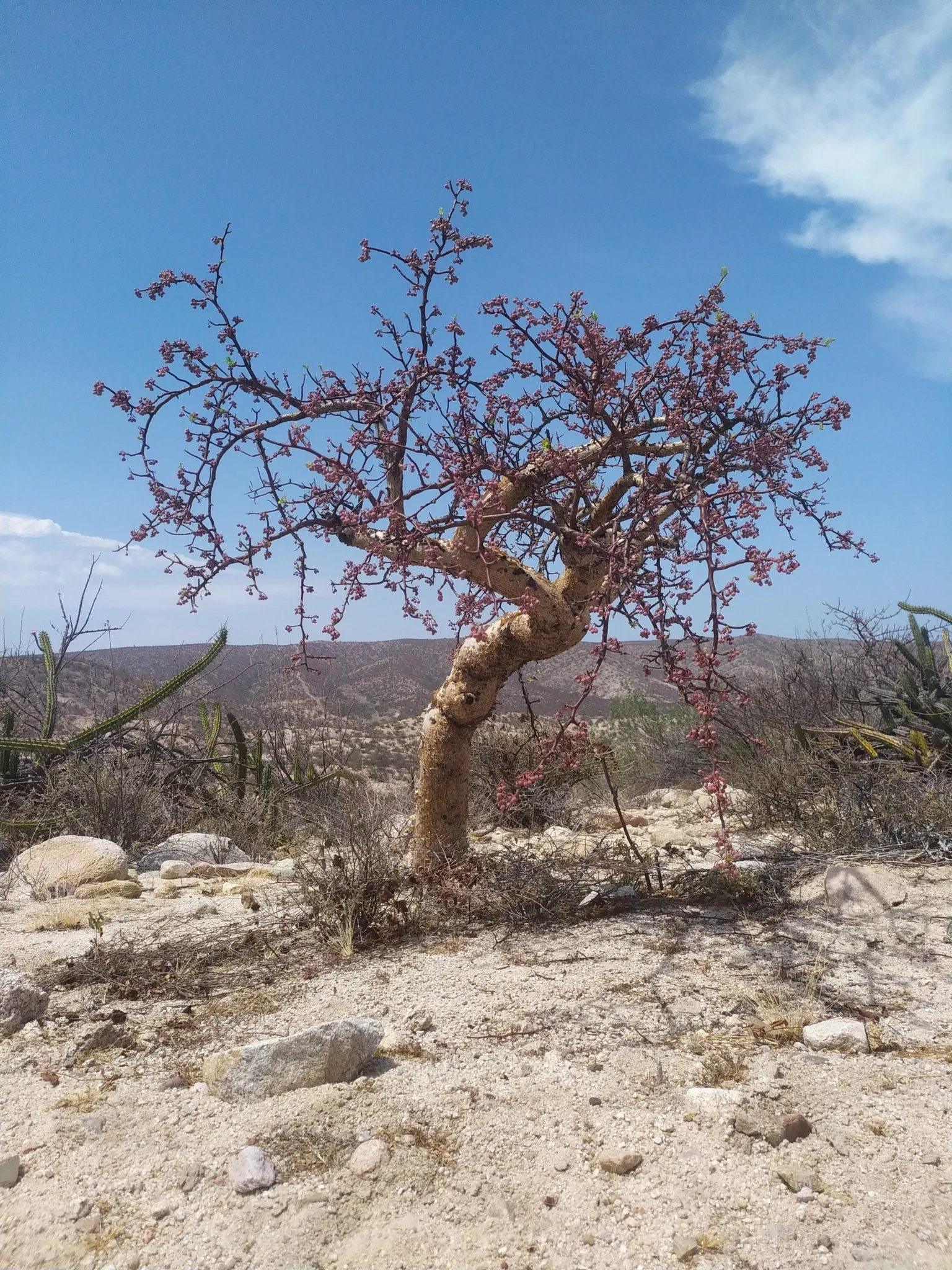 Elephant Tree, Torote (Bursera Microphylla) — Minimal pruning is required to maintain its unique shape