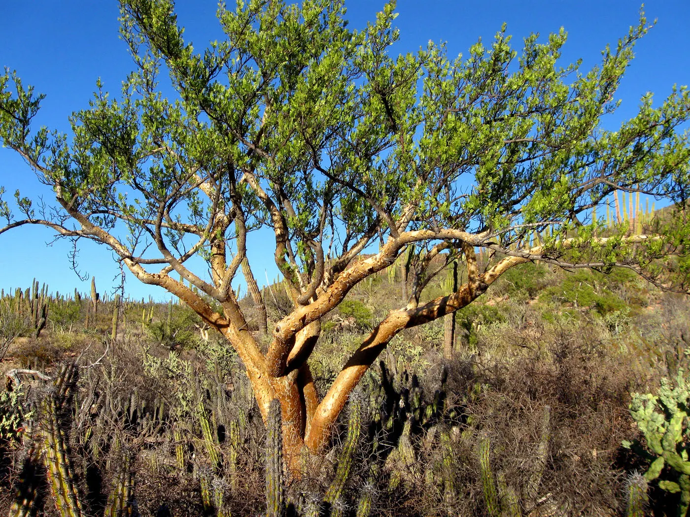 Elephant Tree, Torote (Bursera Microphylla) — inconspicuous white flowers