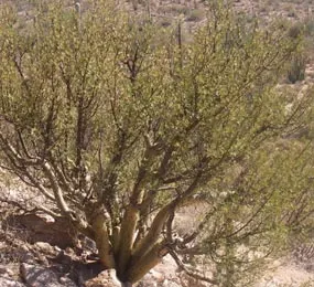 Elephant Tree, Torote (Bursera Microphylla) — creating a rounded canopy