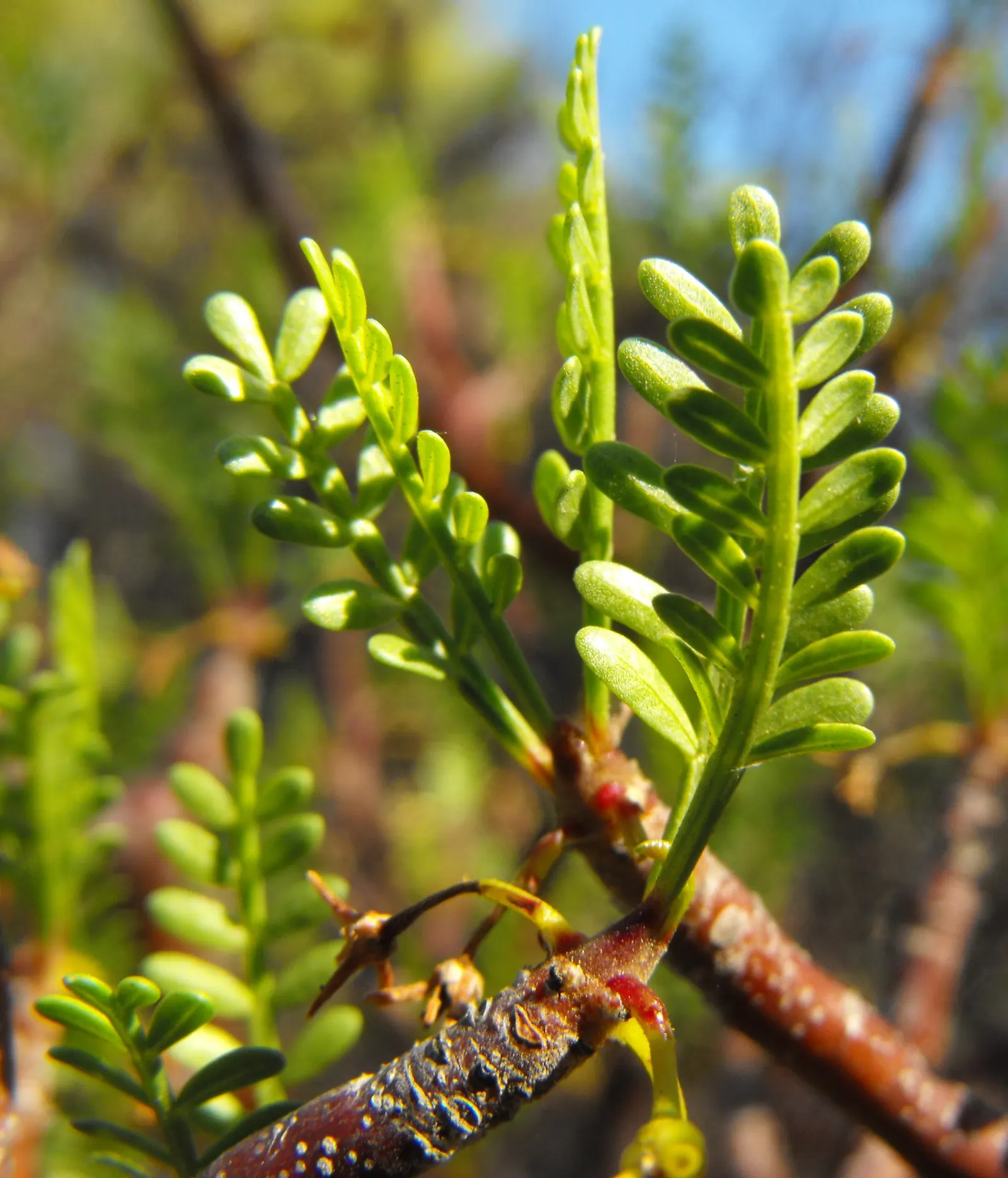 Elephant Tree, Torote (Bursera Microphylla) — Its low water requirement once established makes it a sustainable option for water-wise gardens
