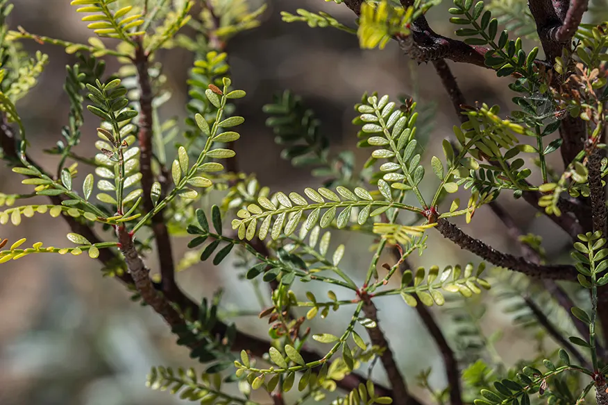 Elephant Tree, Torote (Bursera Microphylla) — commonly referred to as the Elephant Tree or Torote
