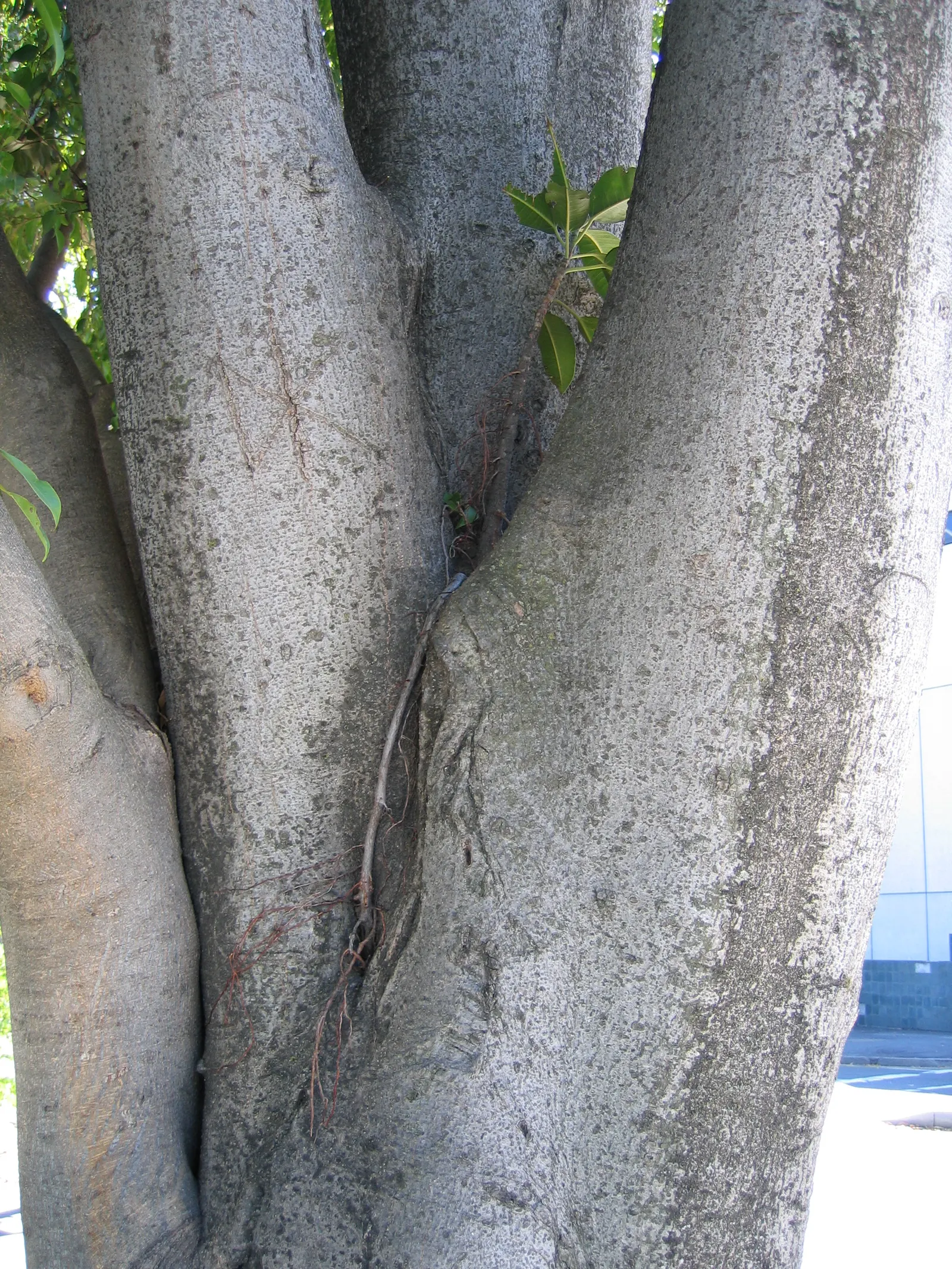 Moreton Bay Fig (Ficus Macrophylla Nitida) — Note its aggressive roots can disrupt nearby structures